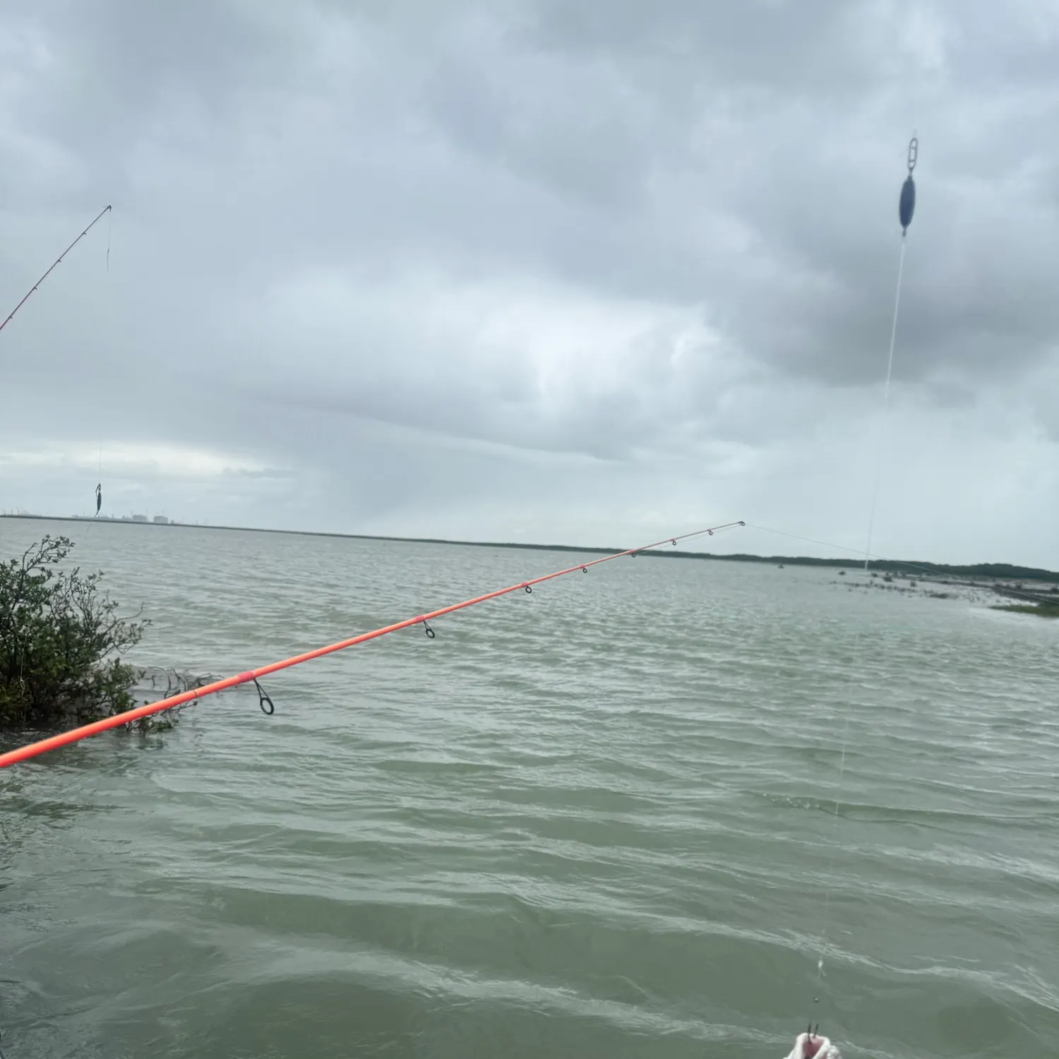 Red drum caught on Fishbrain