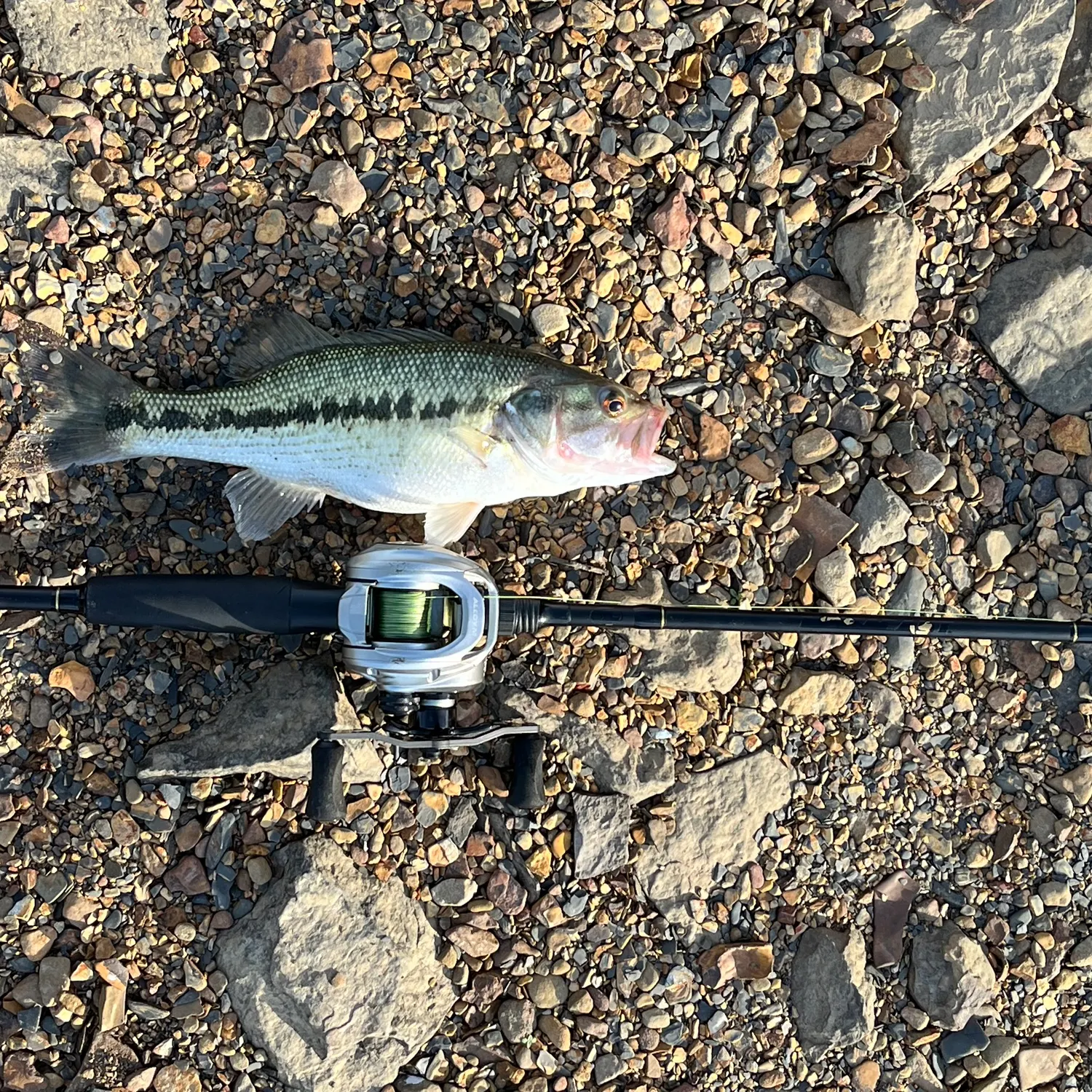Spotted bass caught on Fishbrain