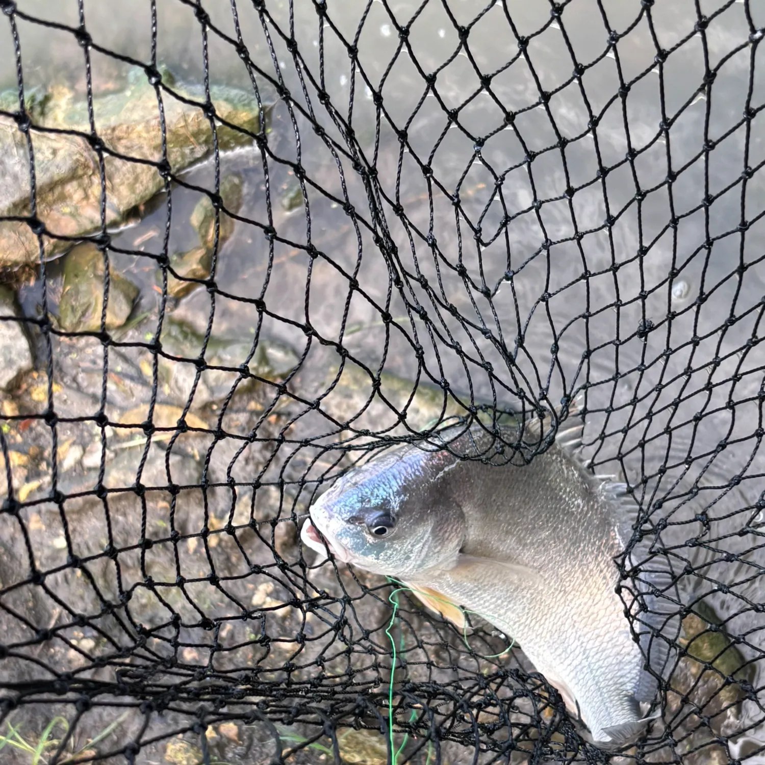 Freshwater drum caught on Fishbrain