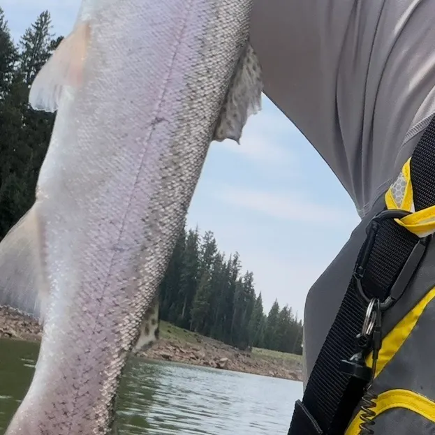Rainbow trout caught on Fishbrain