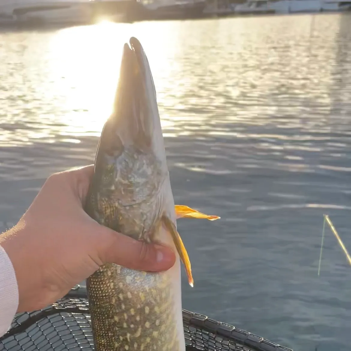 catch