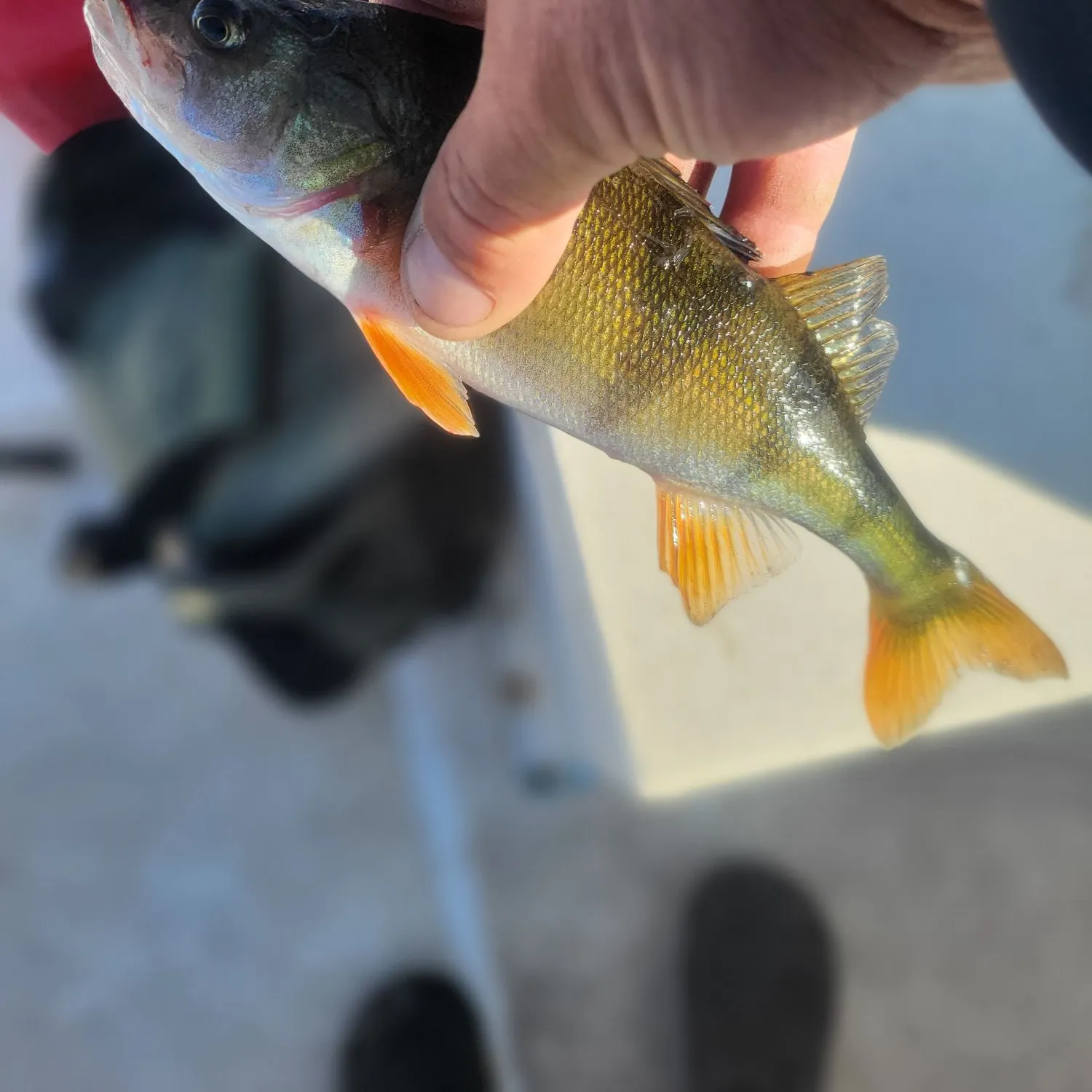European perch caught on Fishbrain