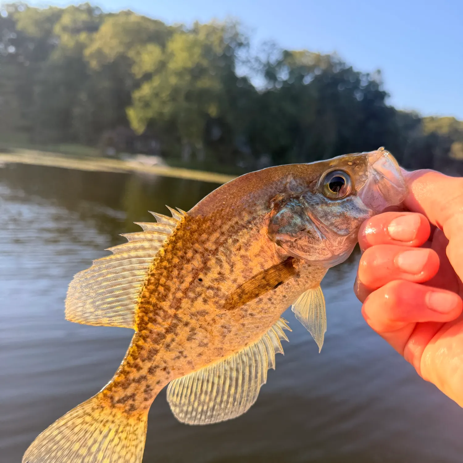 Black crappie caught on Fishbrain