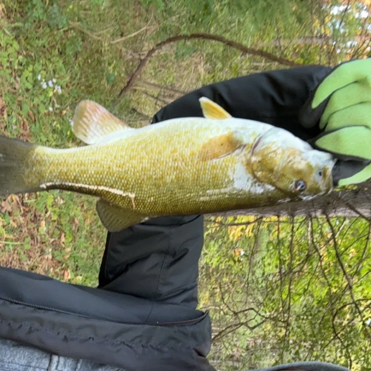 Smallmouth bass caught on Fishbrain