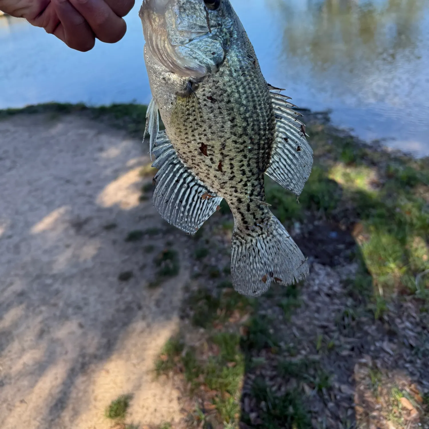 The most recent White crappie catches on Fishbrain