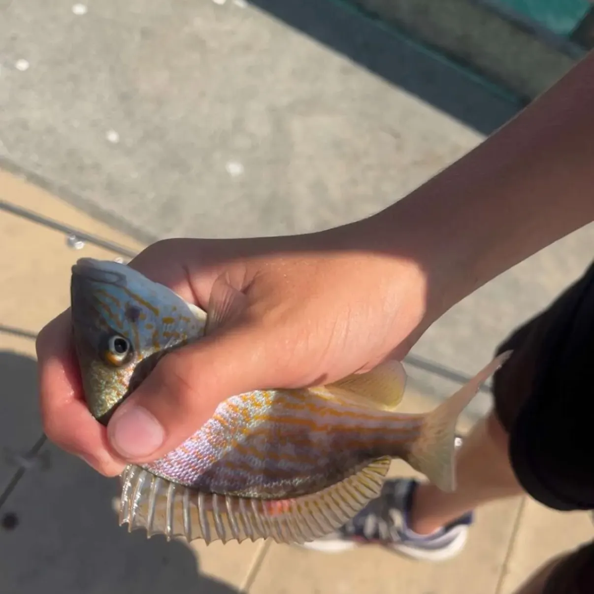 Spot croaker caught on Fishbrain
