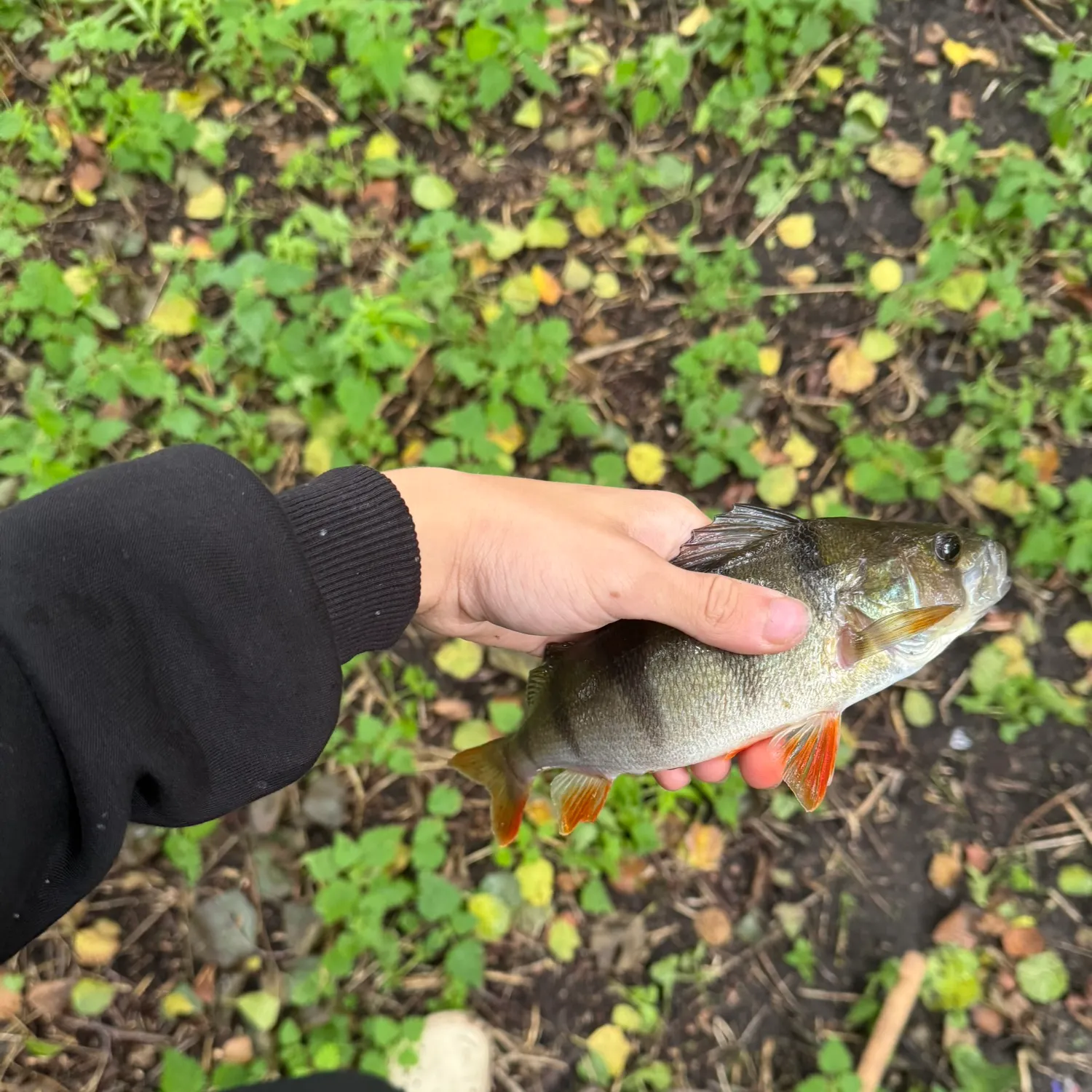 European perch caught on Fishbrain