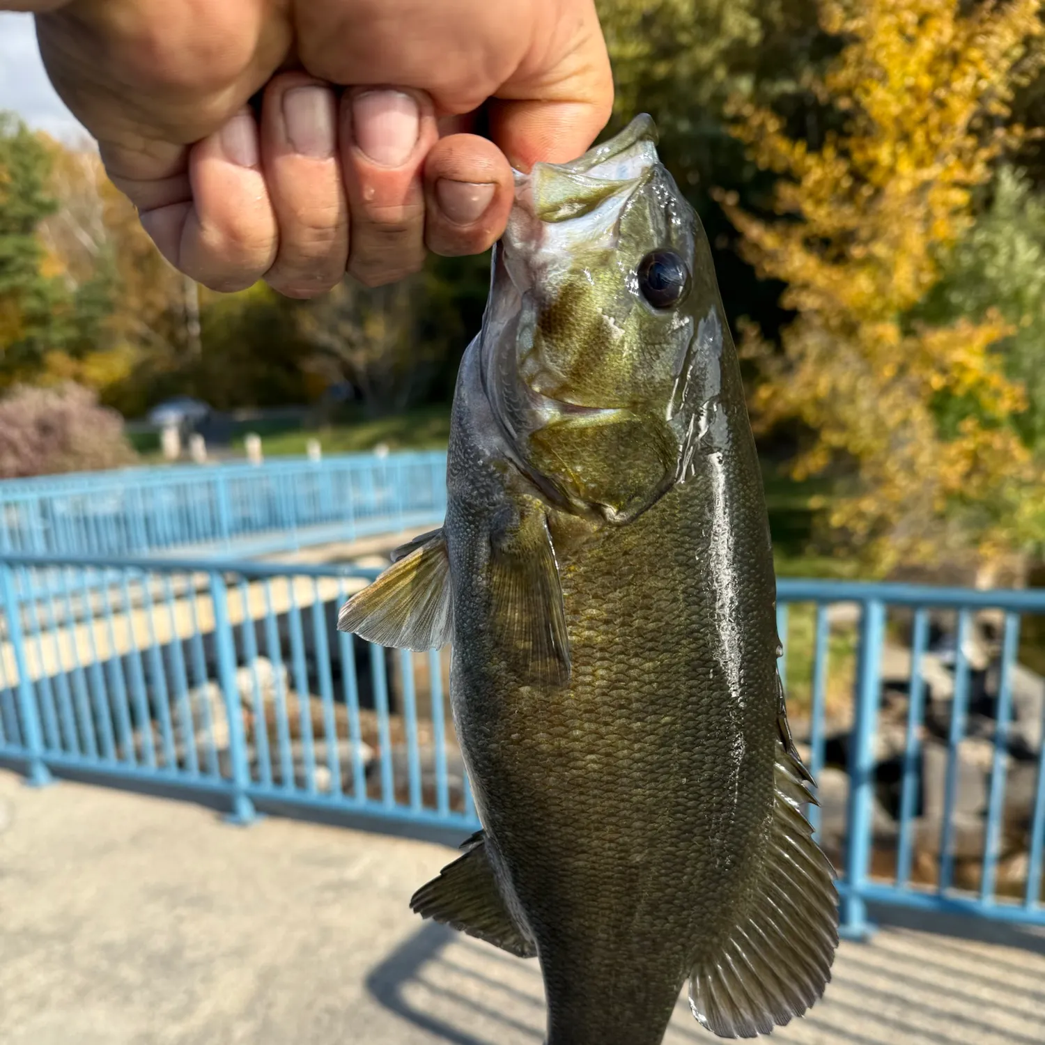 Smallmouth bass caught on Fishbrain