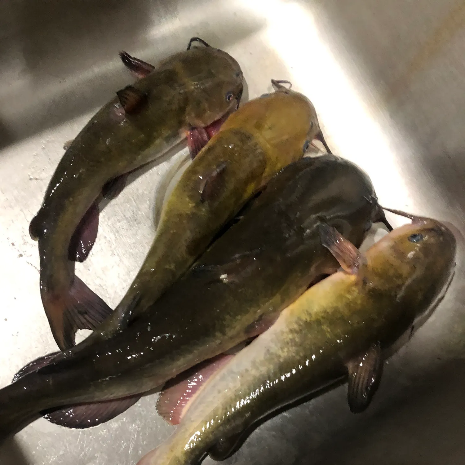 recently logged catches