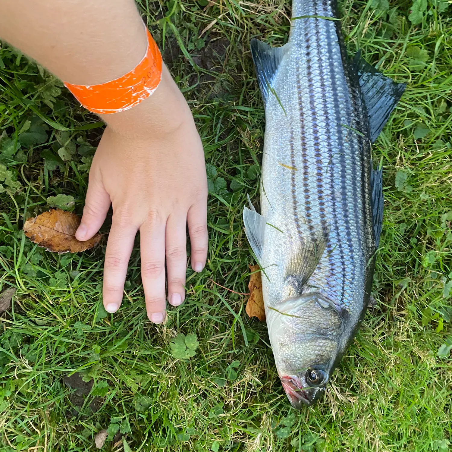 Striped bass caught on Fishbrain