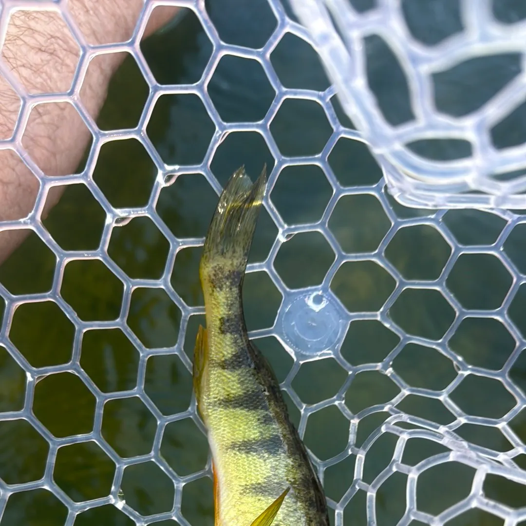 Yellow perch caught on Fishbrain