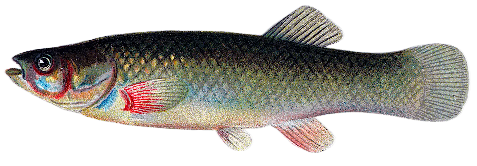 Mummichog