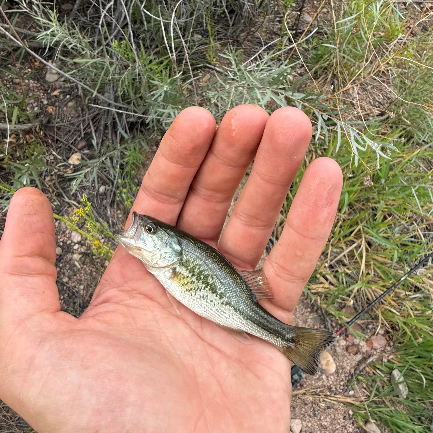 Spotted bass caught on Fishbrain