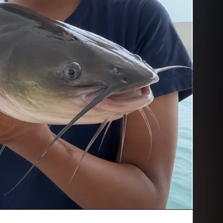 Channel catfish caught on Fishbrain