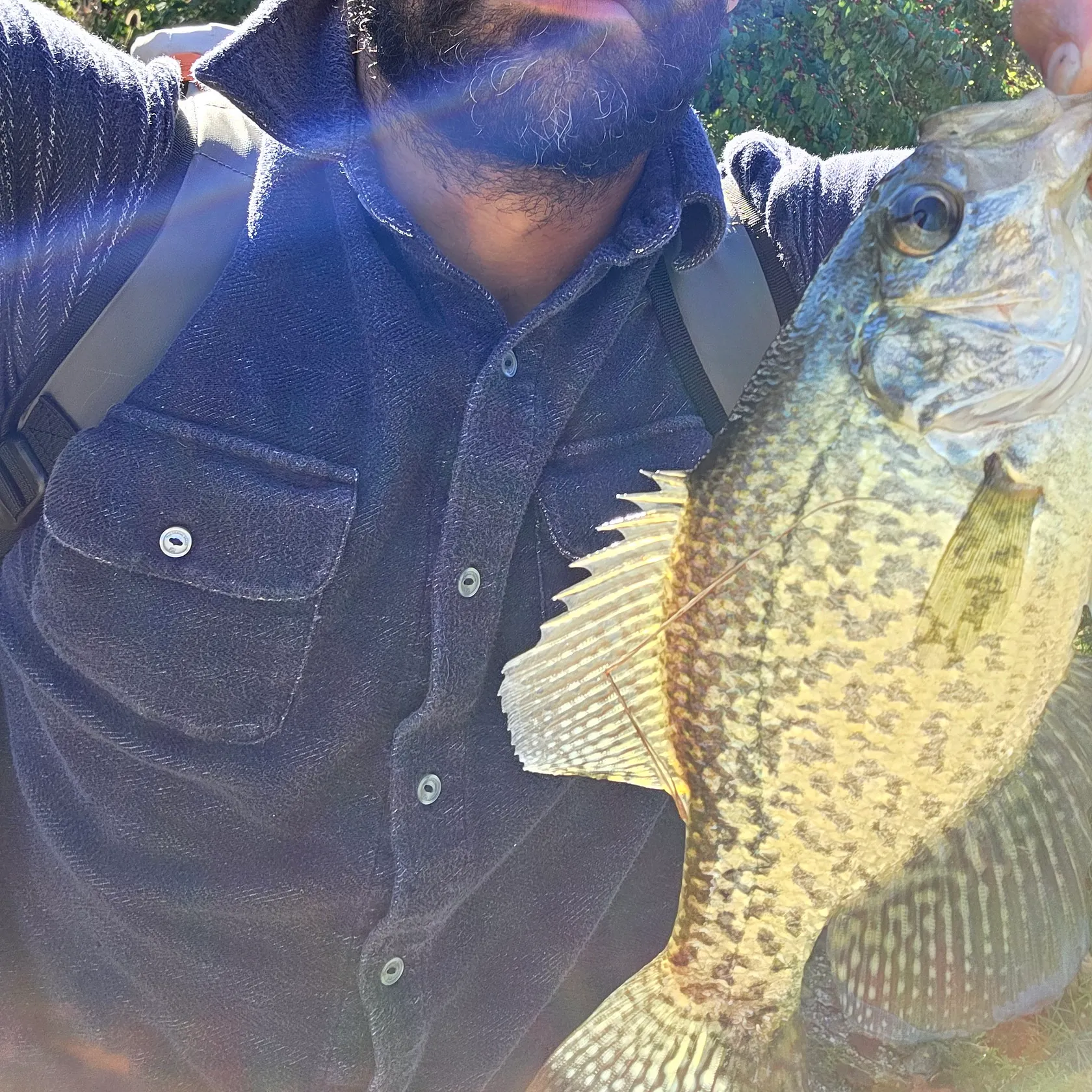 Black crappie caught on Fishbrain