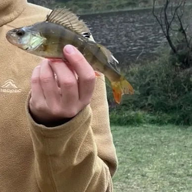 European perch caught on Fishbrain