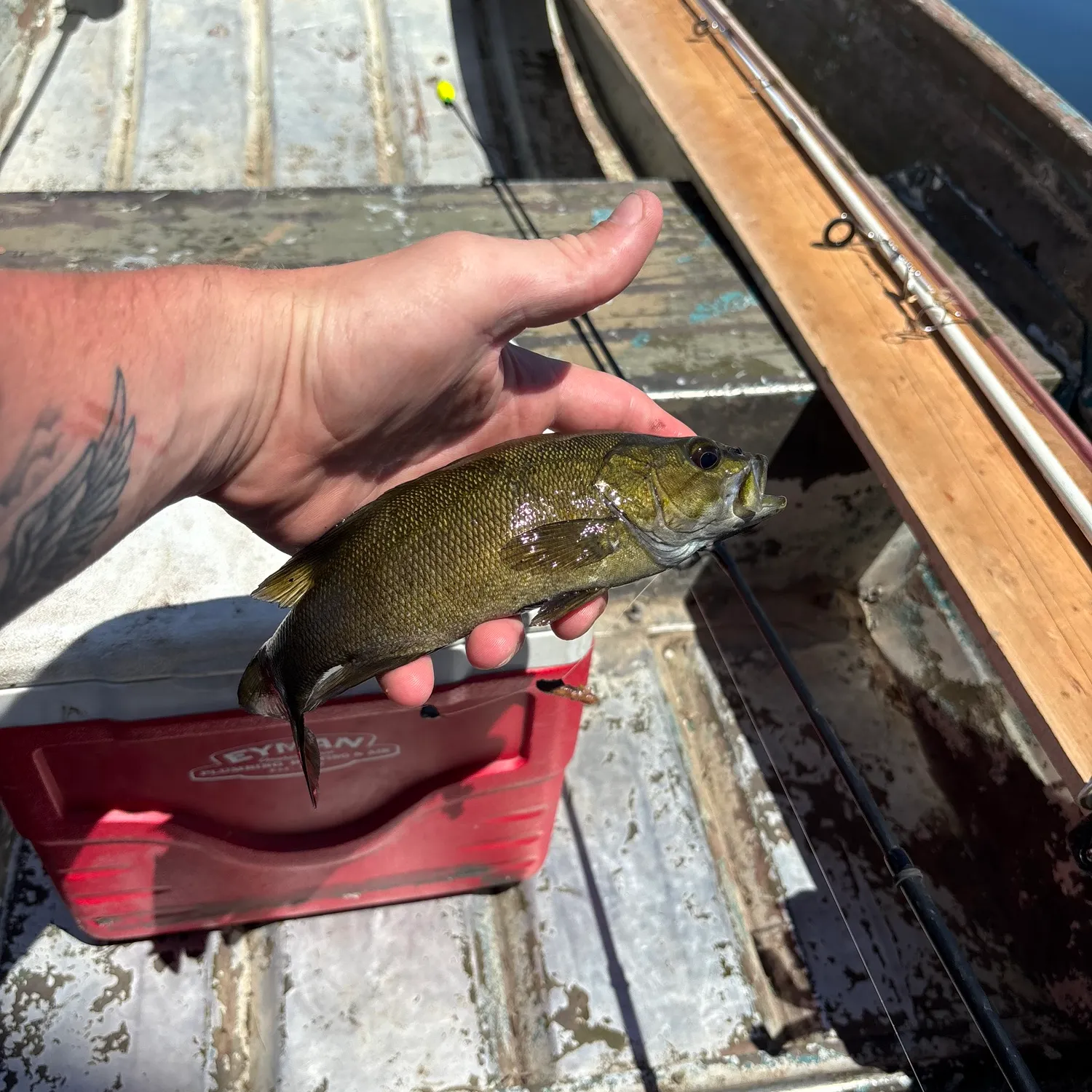 recently logged catches