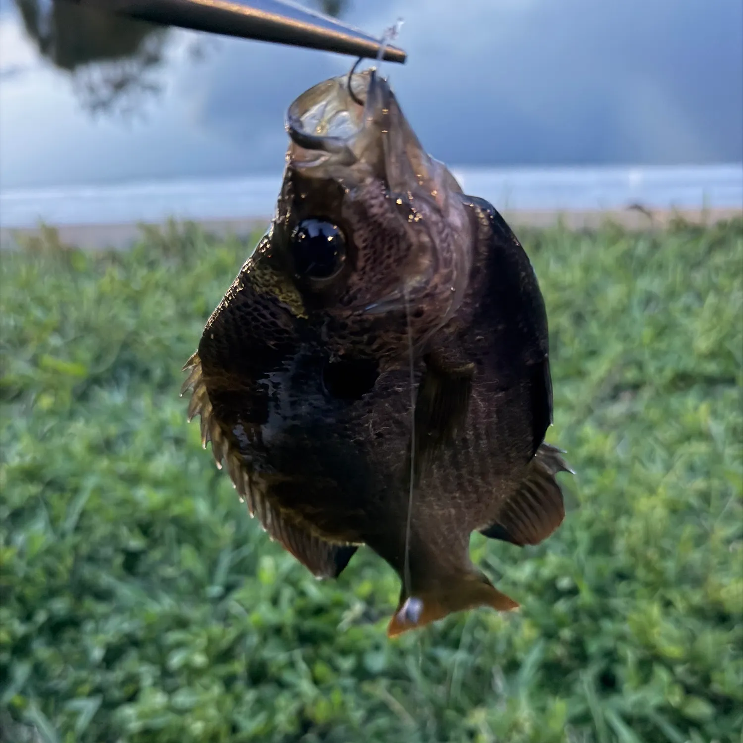 Bluegill caught on Fishbrain
