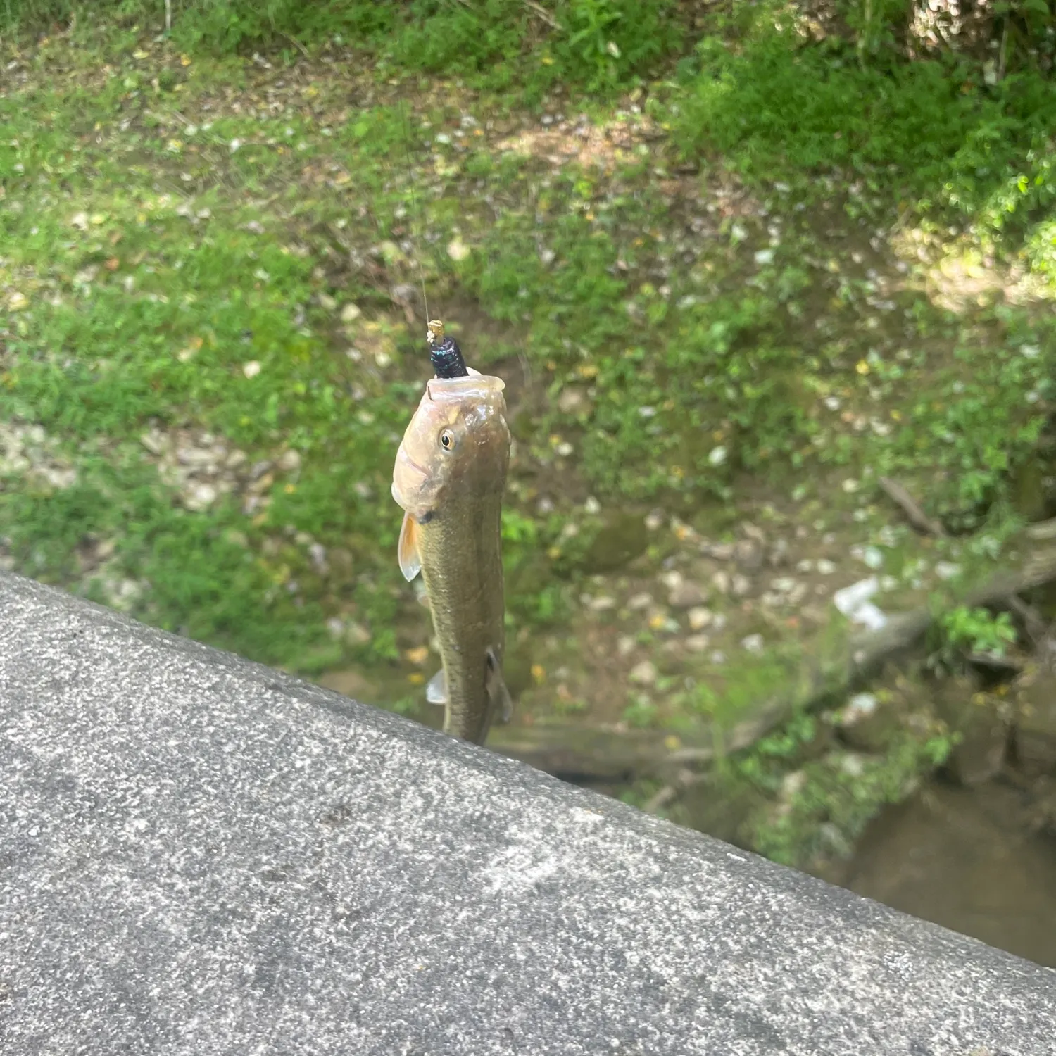 Fish caught on Fishbrain