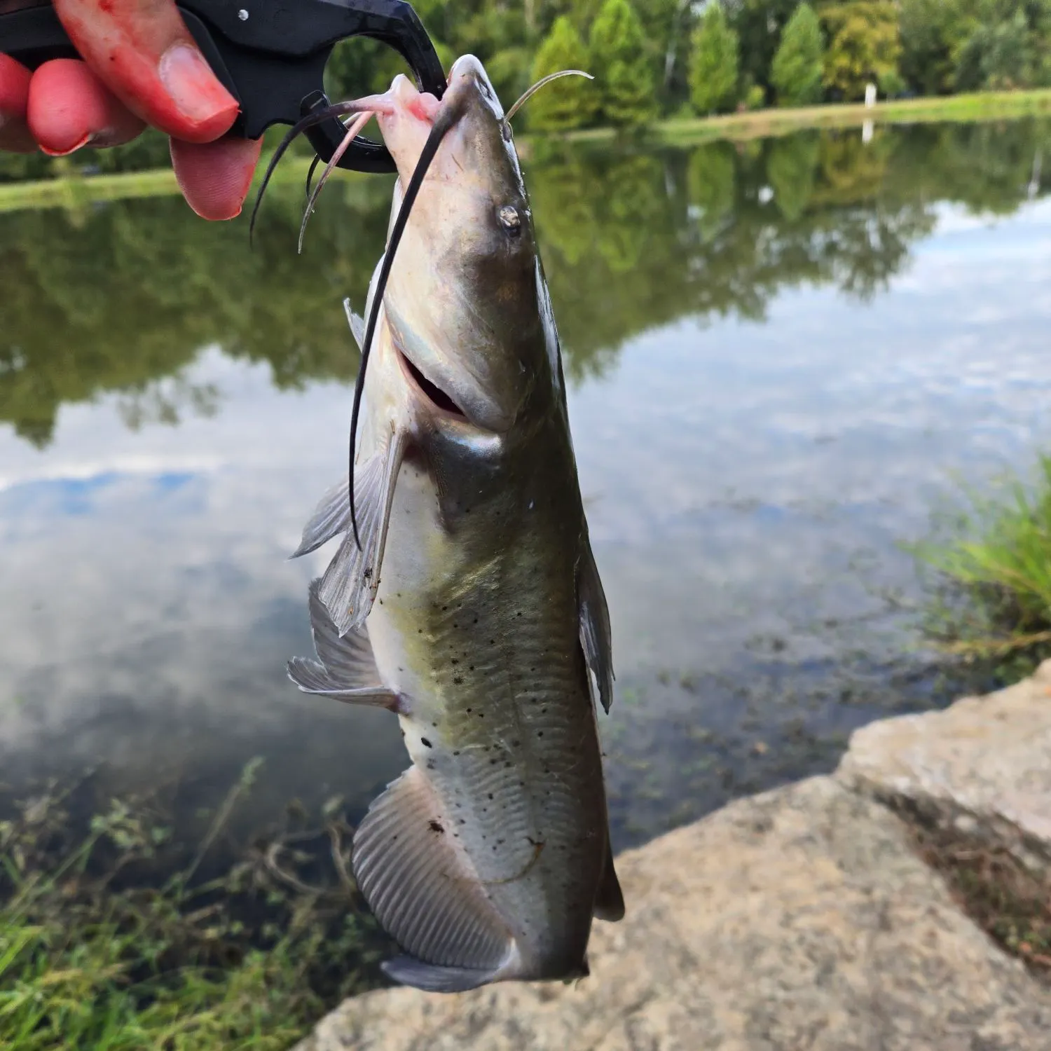 Channel catfish caught on Fishbrain