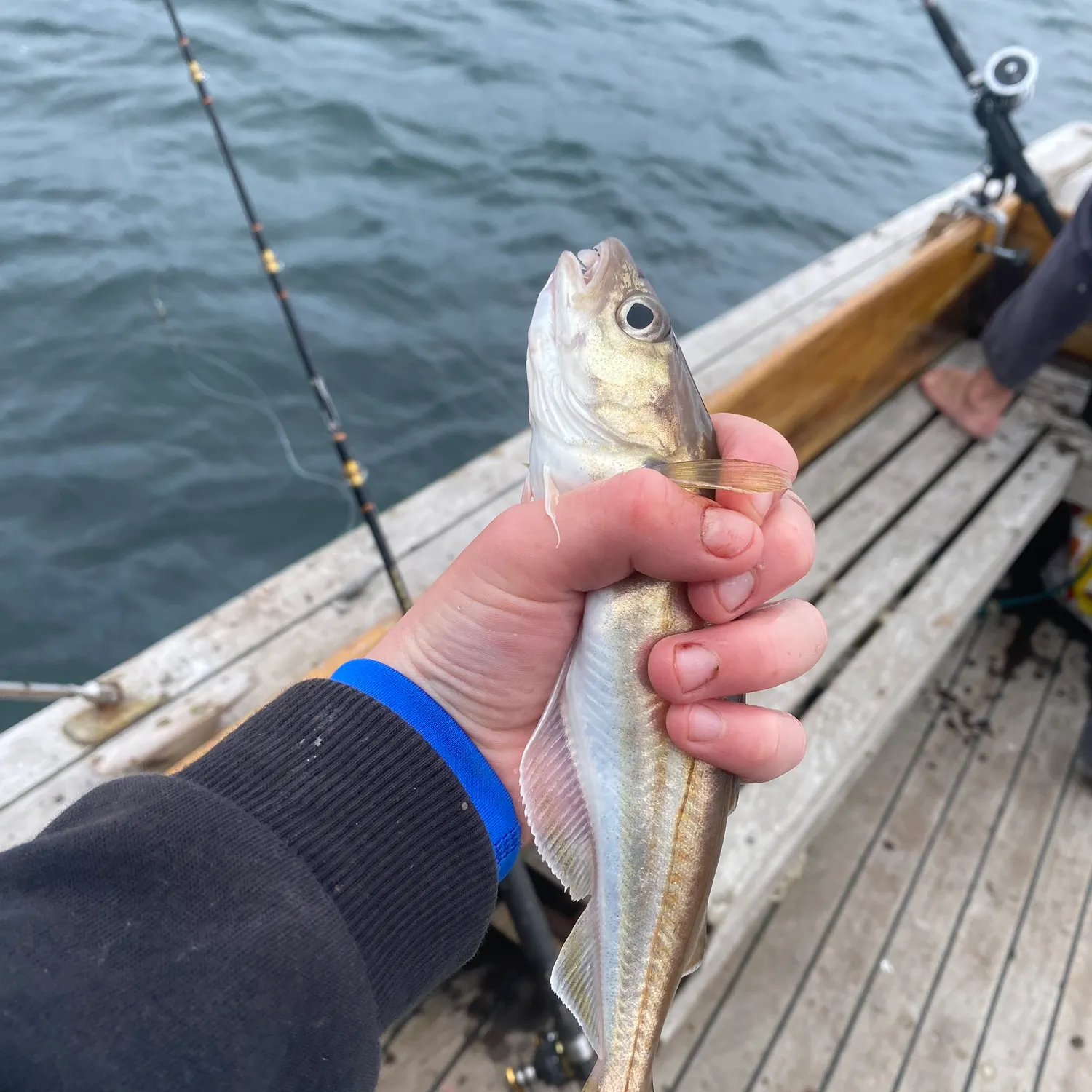 The most recent Whiting catches on Fishbrain