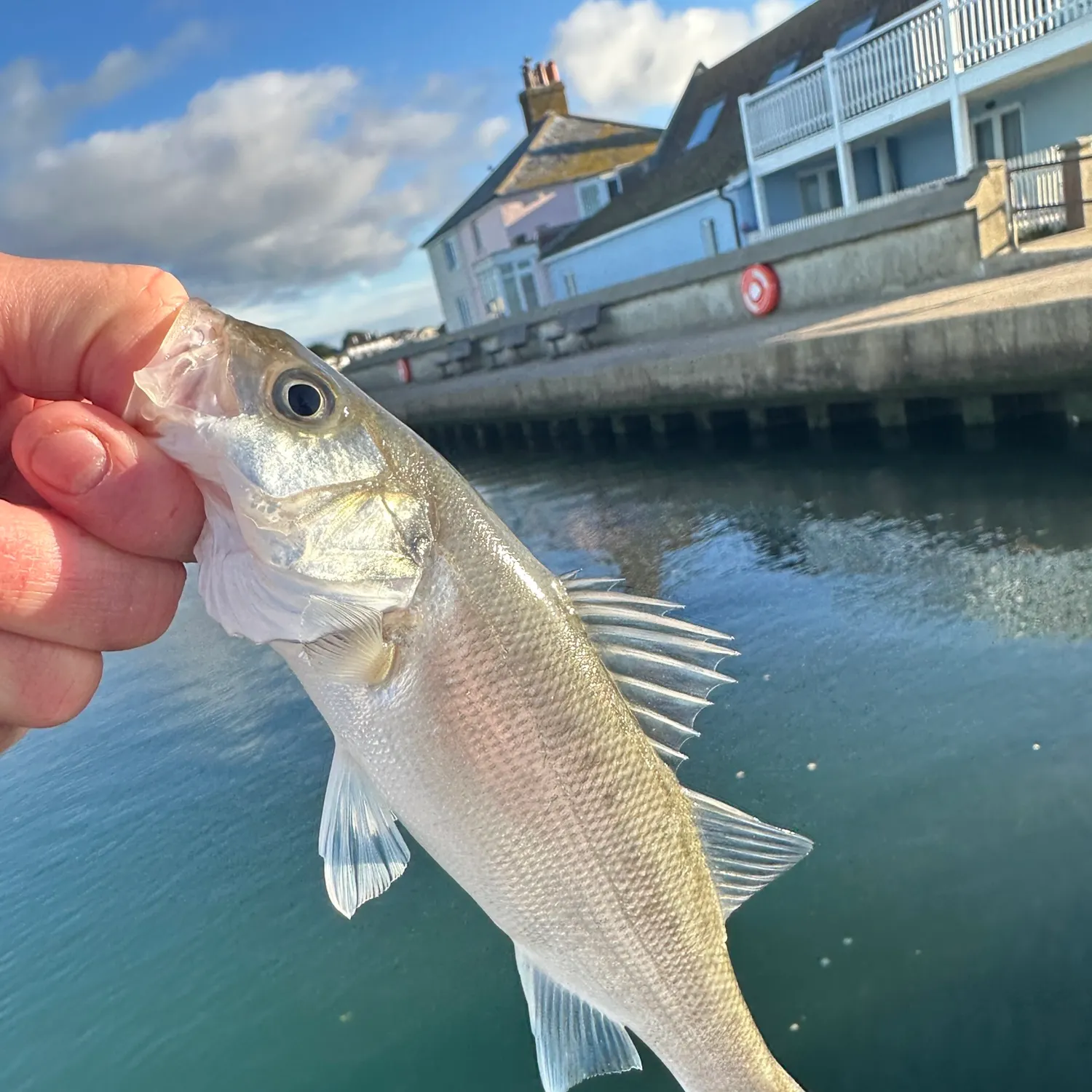 European seabass caught on Fishbrain