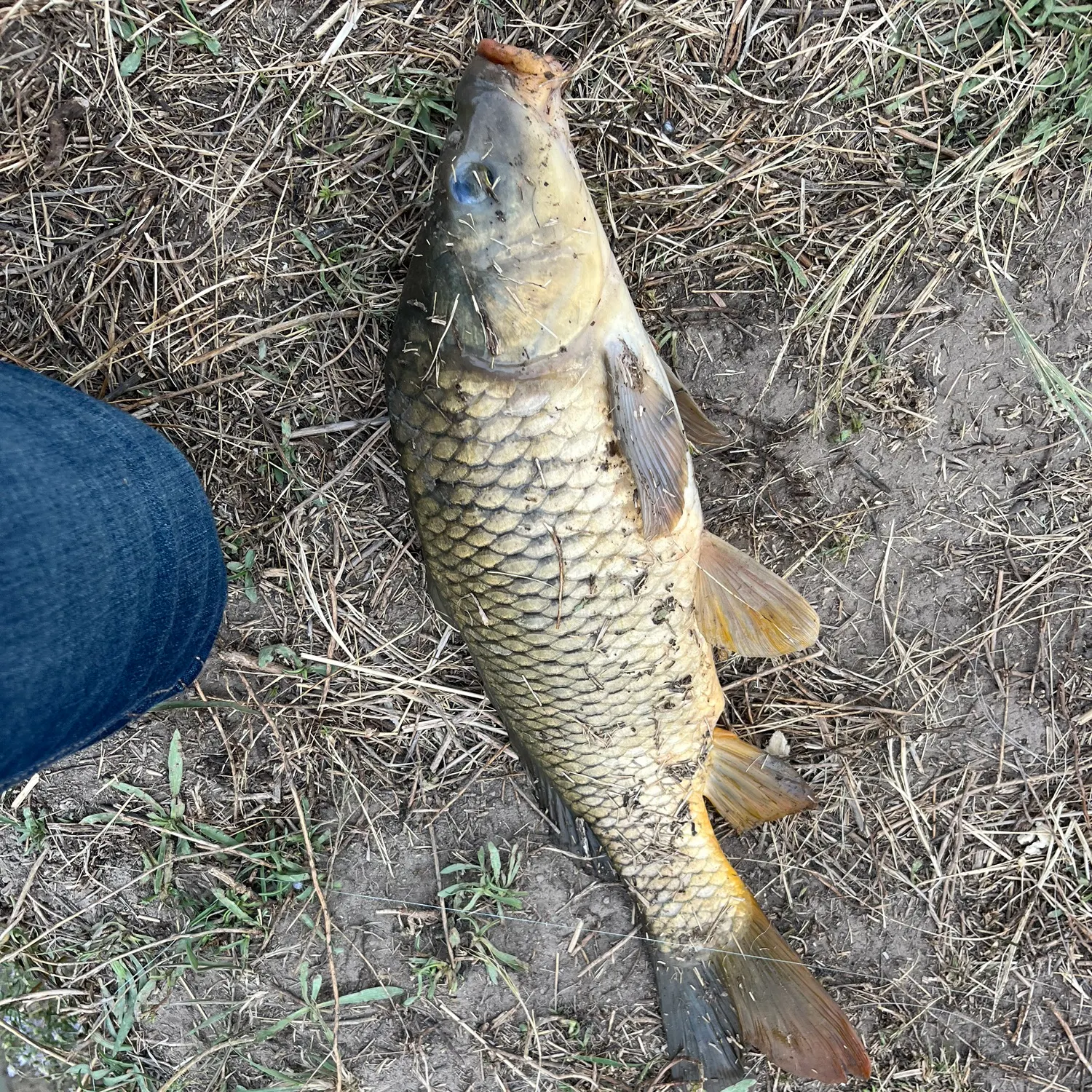 Common carp caught on Fishbrain