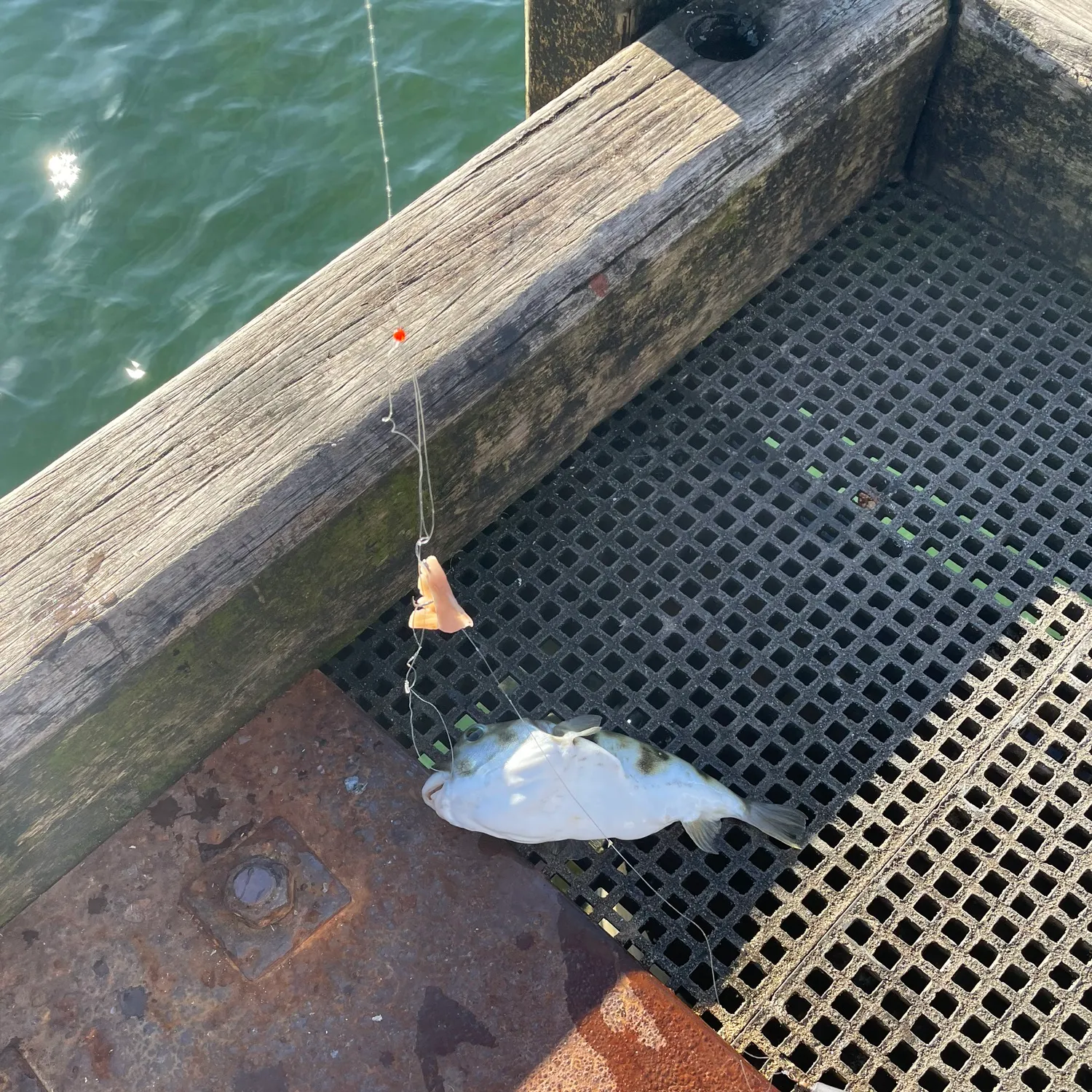 The most recent Common toadfish catches on Fishbrain