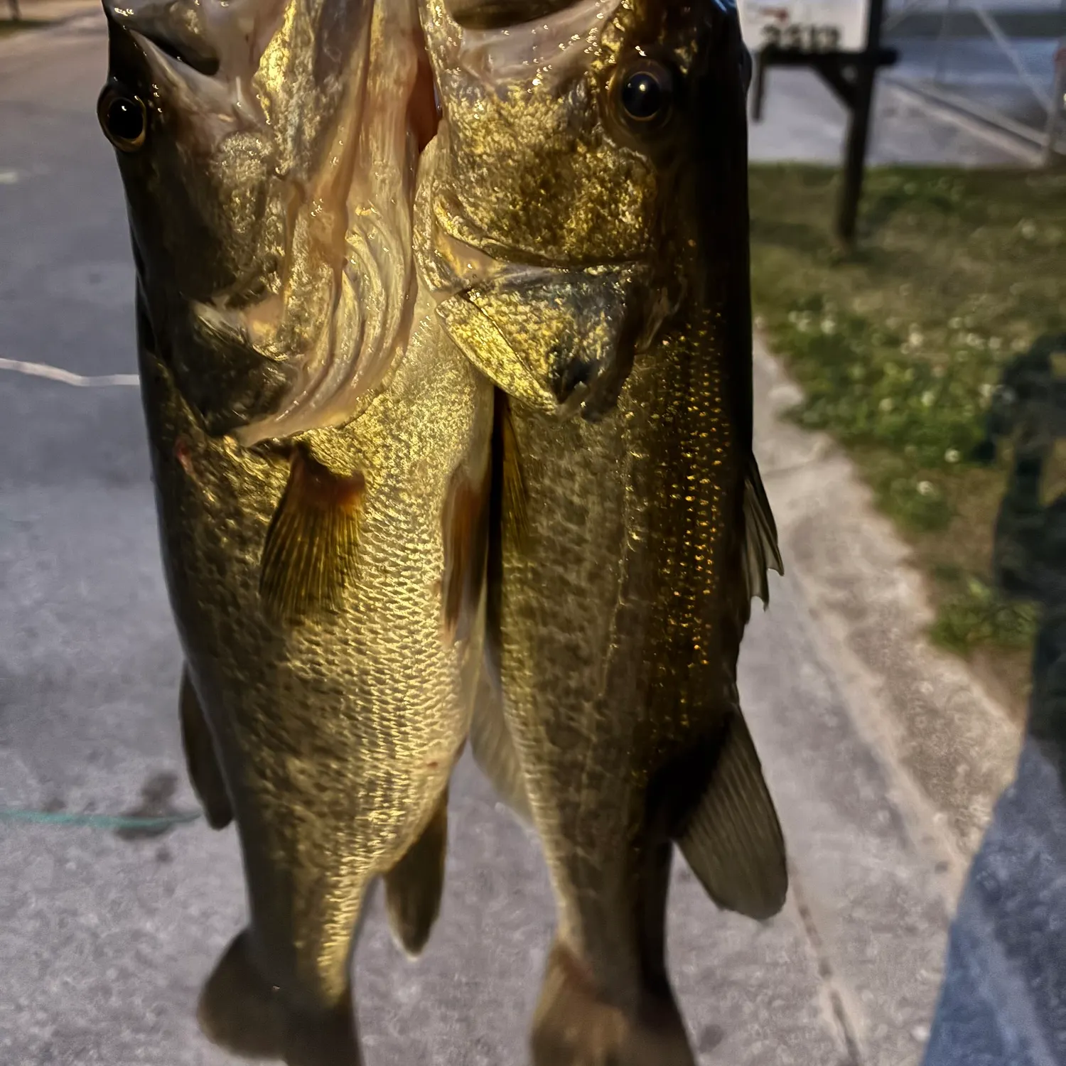 The most recent Largemouth bass catches on Fishbrain