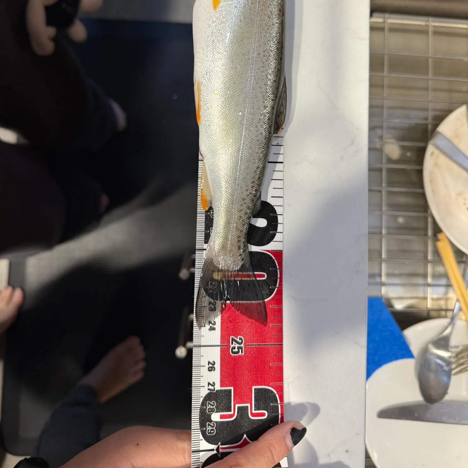 Kokanee salmon caught on Fishbrain