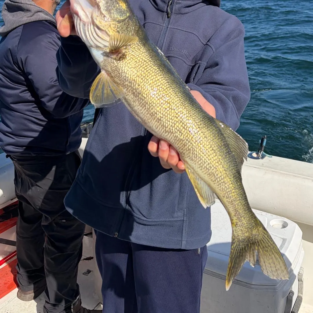 Walleye caught on Fishbrain
