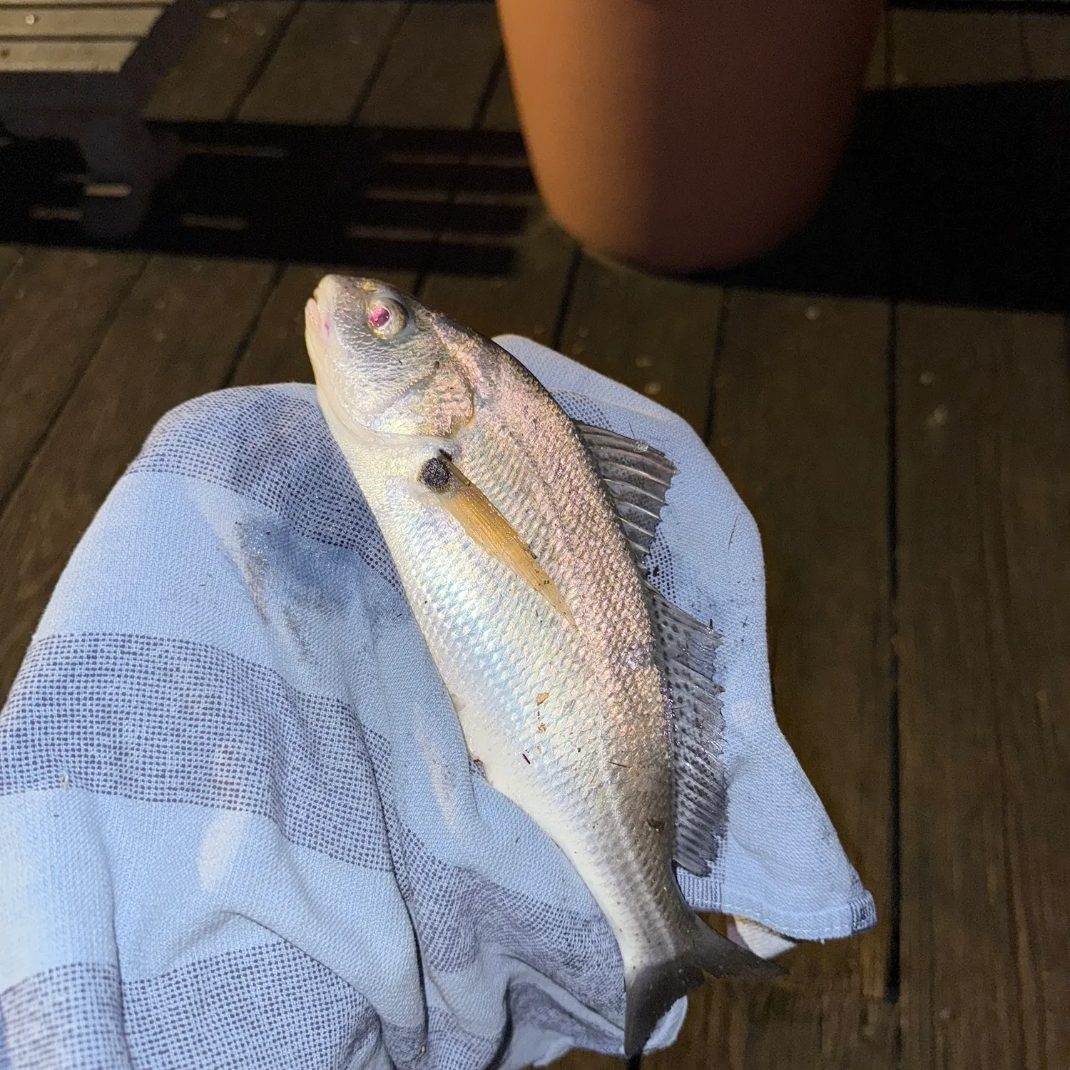 The most recent Spotfin croaker catches on Fishbrain