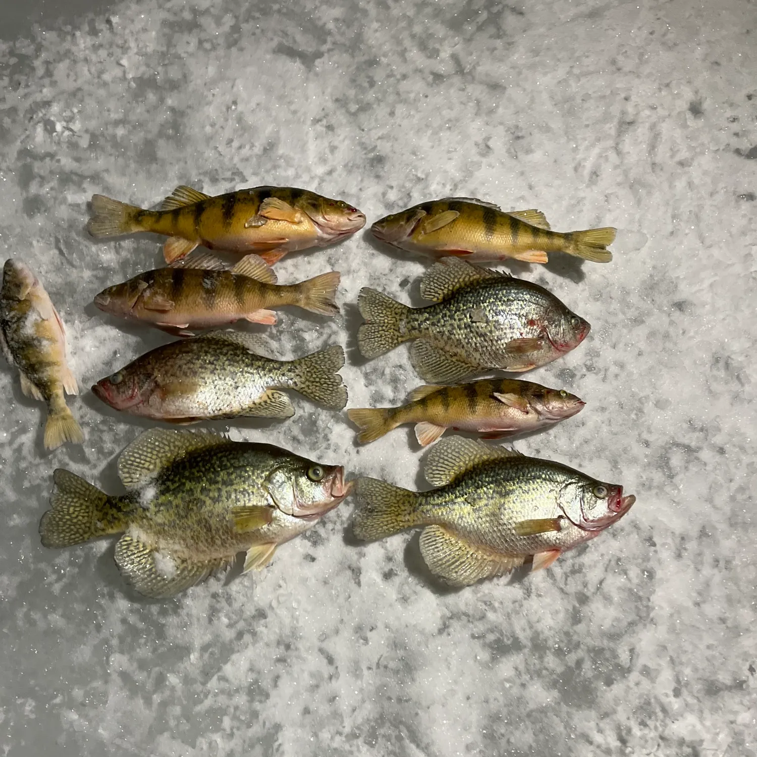 recently logged catches