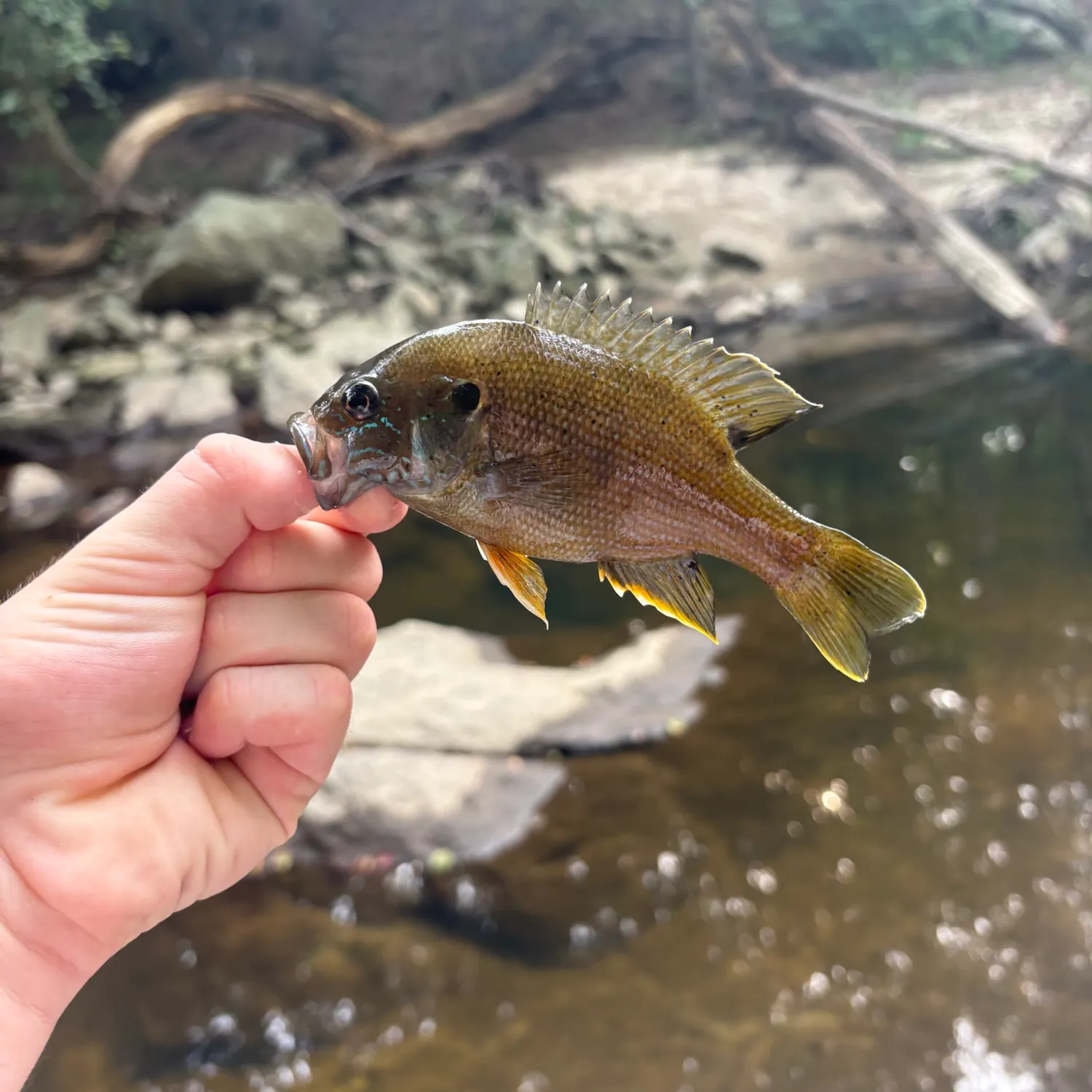 Green sunfish caught on Fishbrain