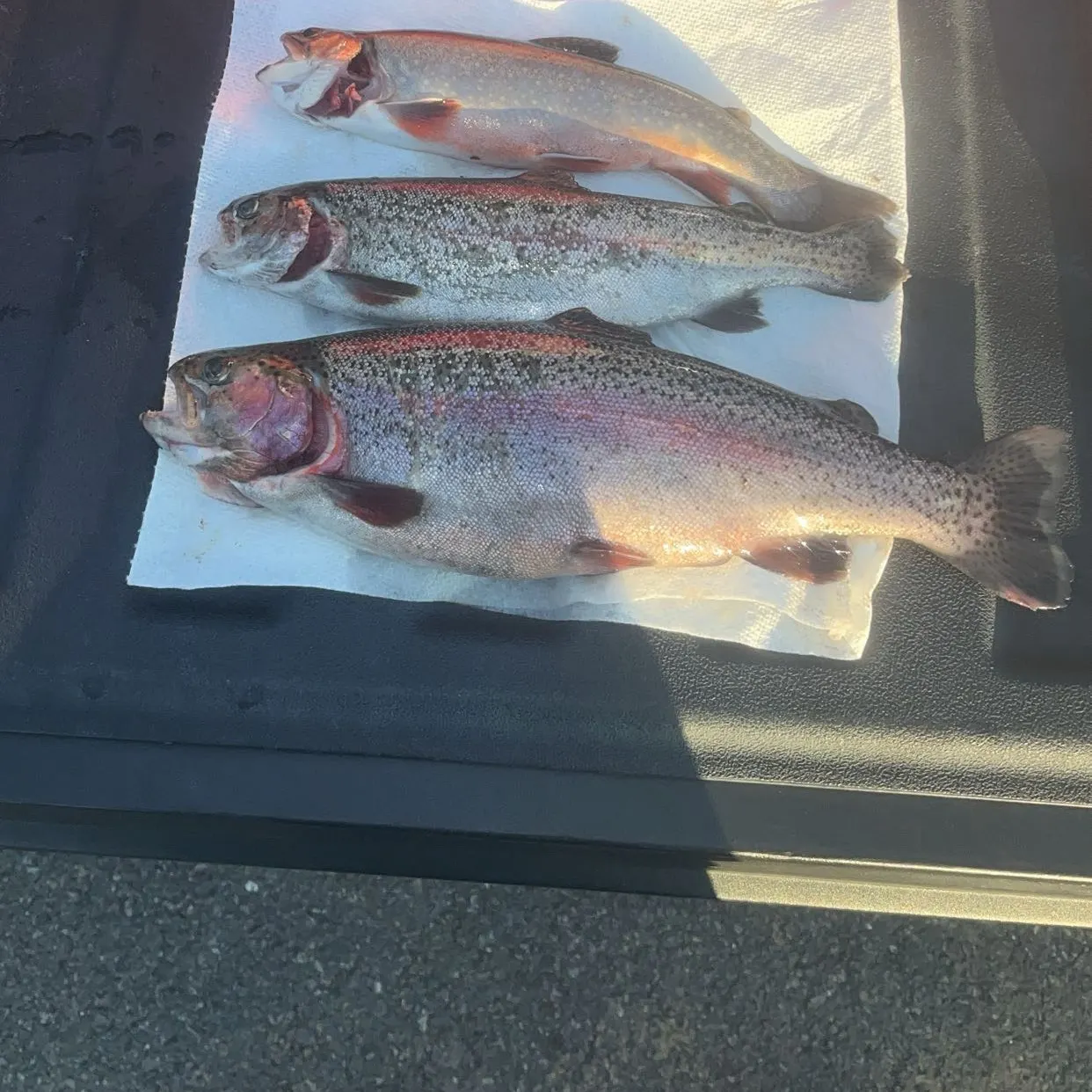 recently logged catches