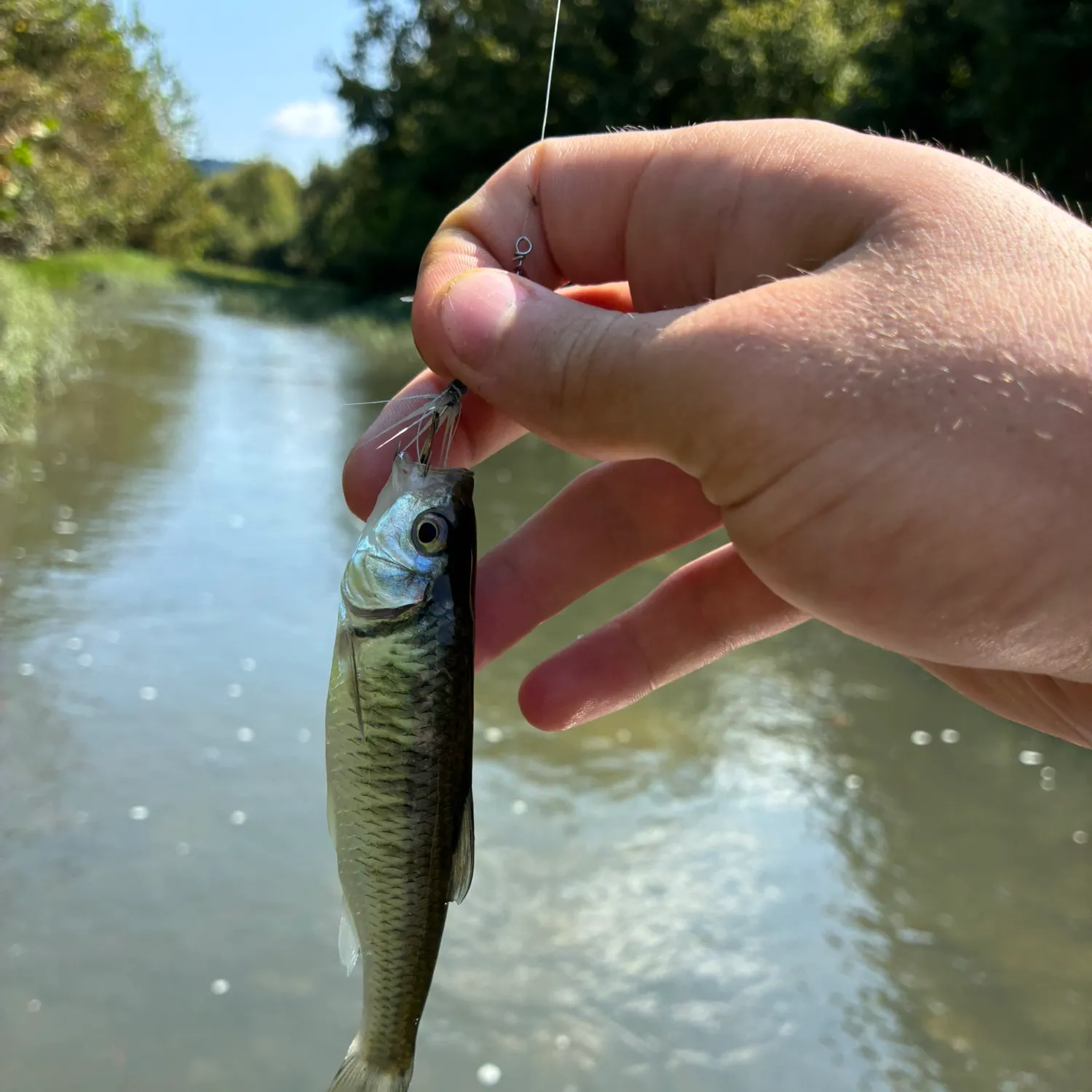 Striped shiner caught on Fishbrain