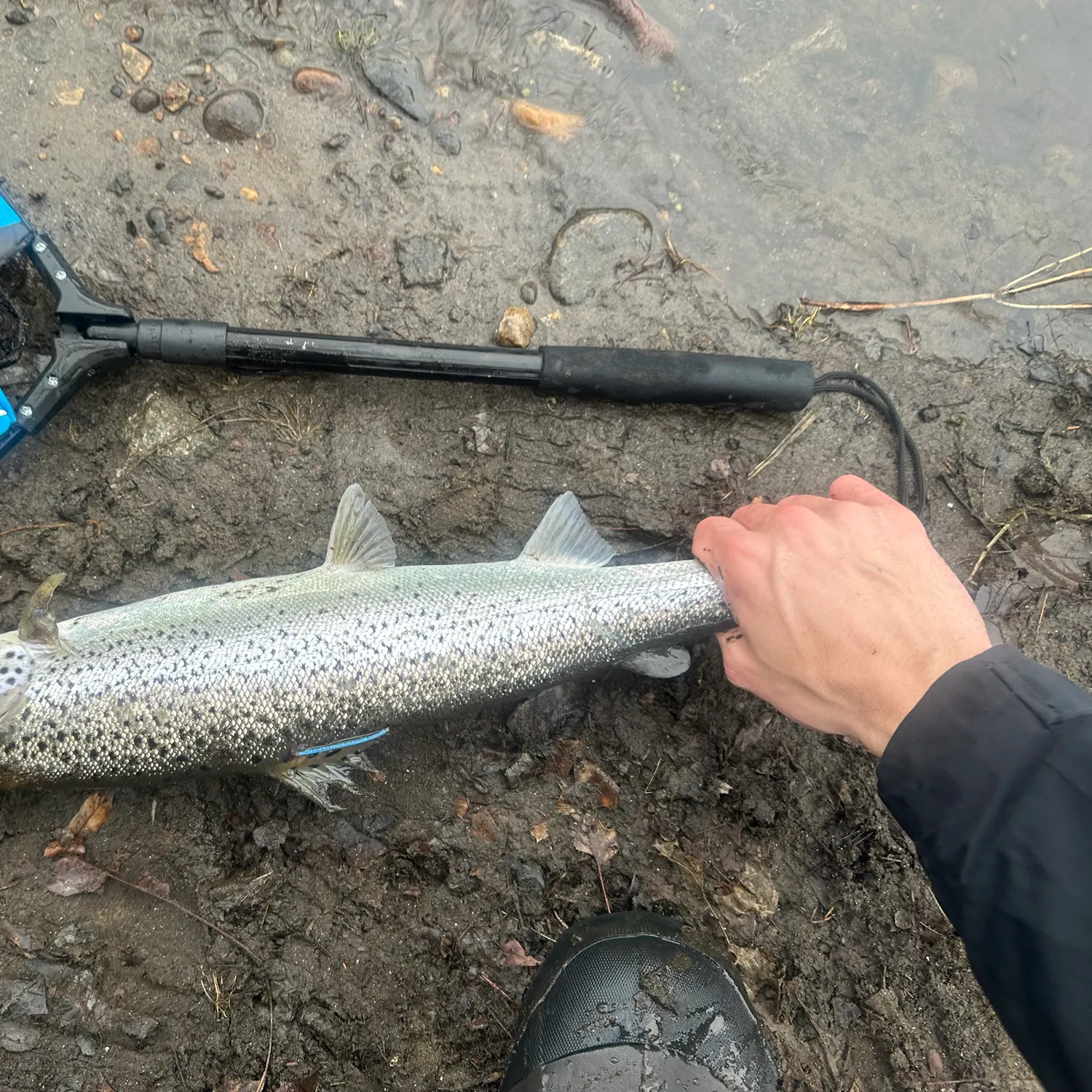 The most recent Atlantic salmon catches on Fishbrain