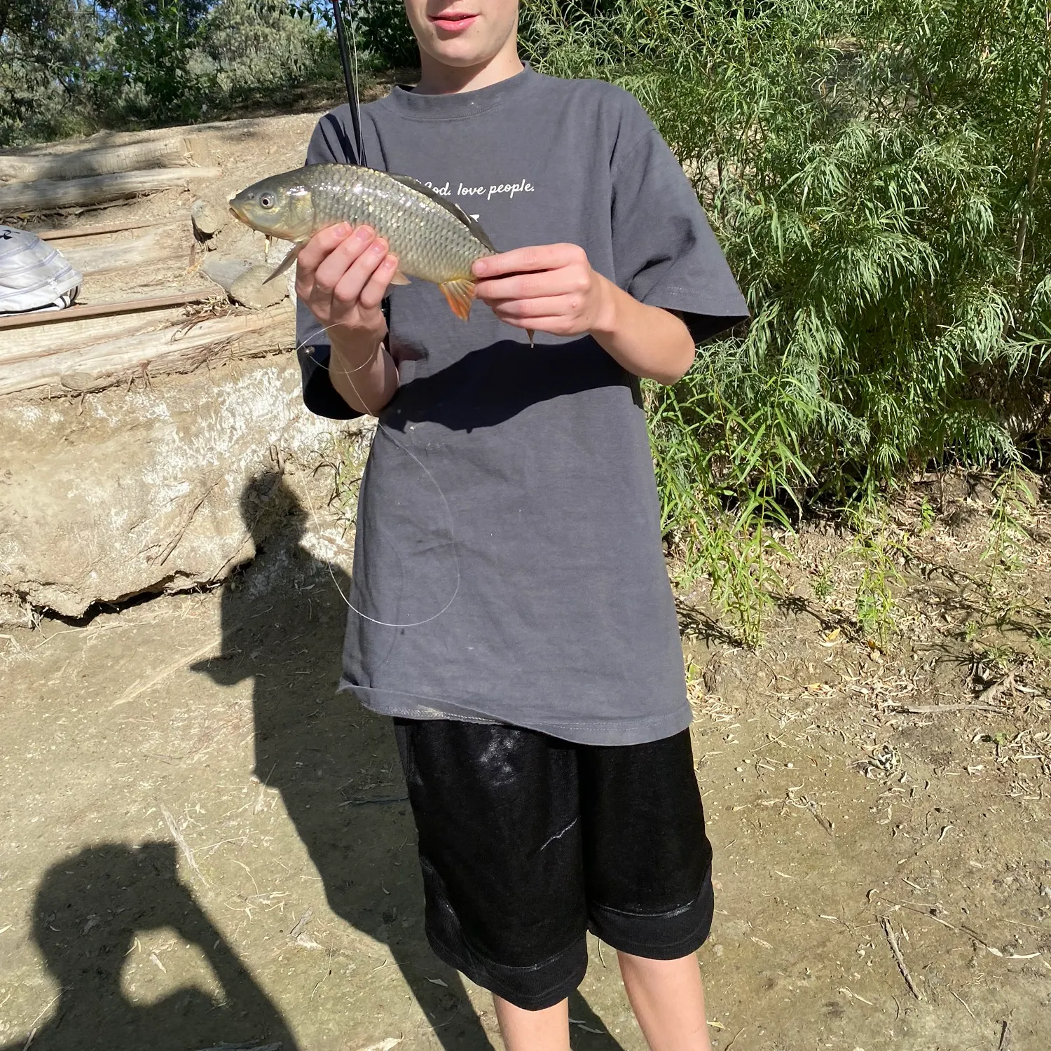Common carp caught on Fishbrain