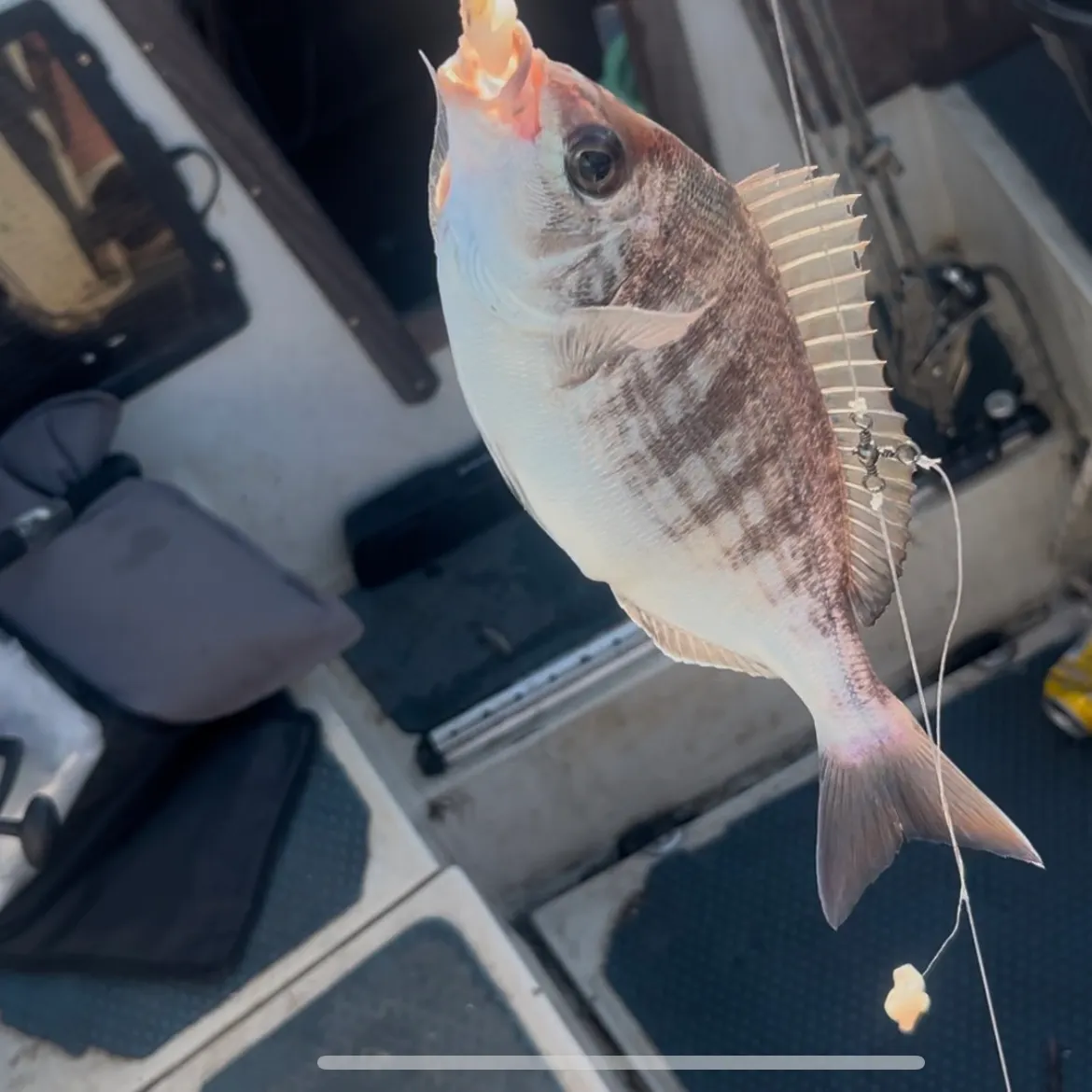 The most recent Black seabream catches on Fishbrain