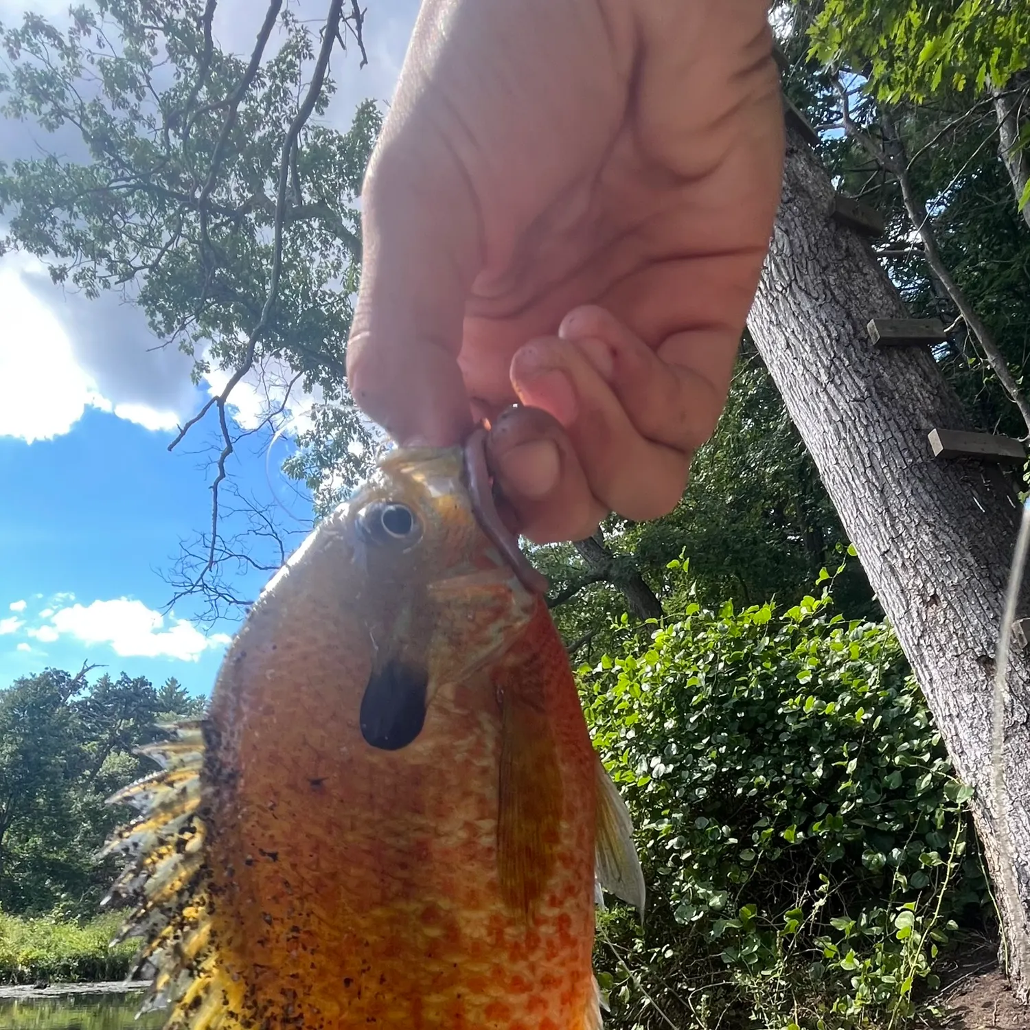 Redbreast sunfish caught on Fishbrain