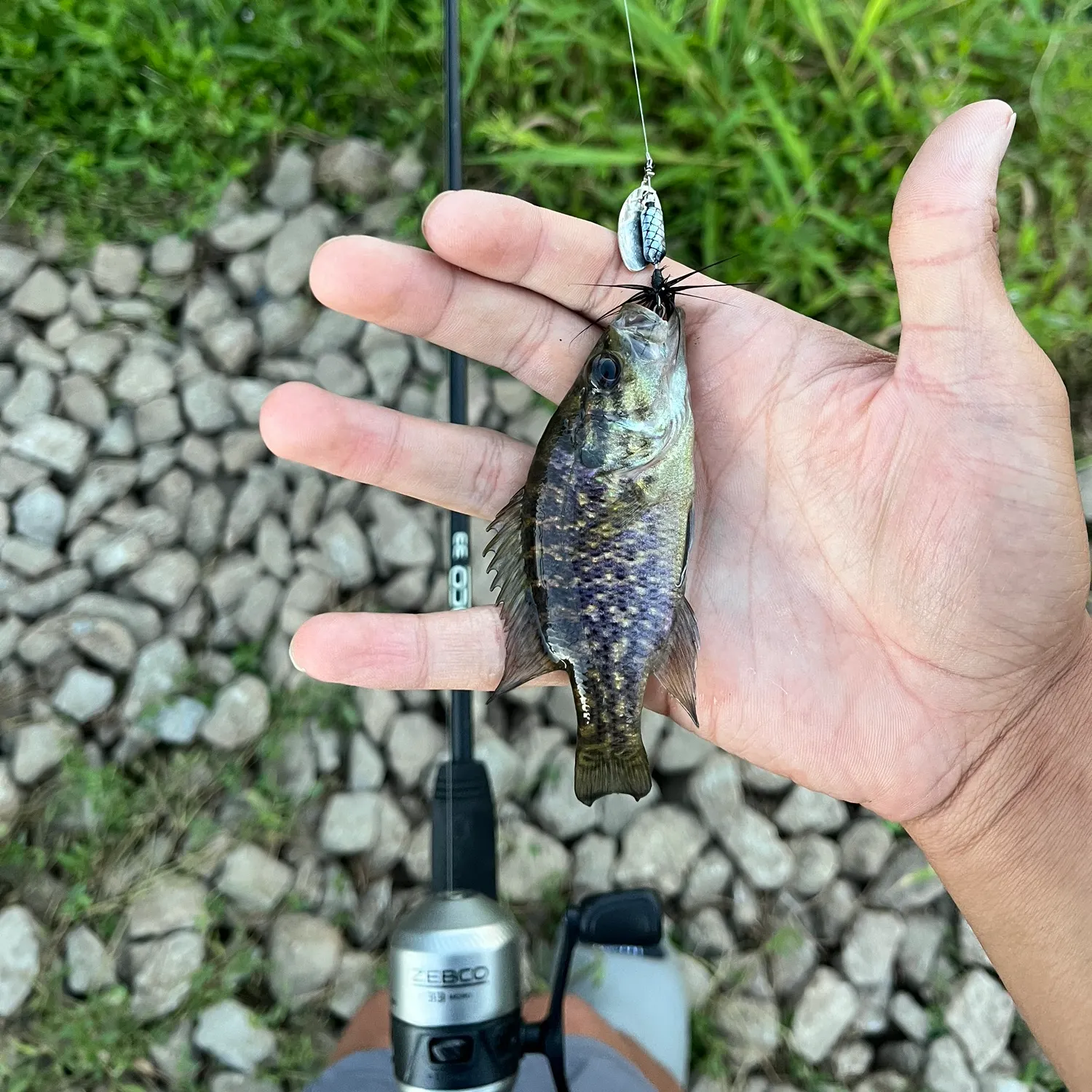 The most recent Warmouth catches on Fishbrain