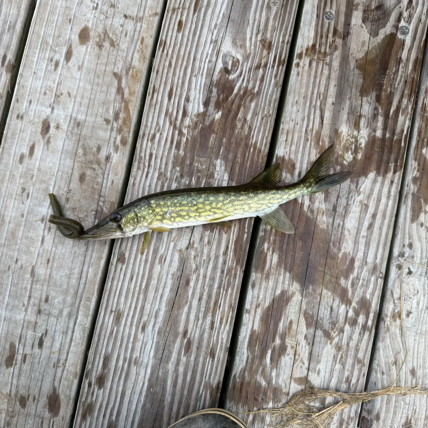 Chain pickerel caught on Fishbrain