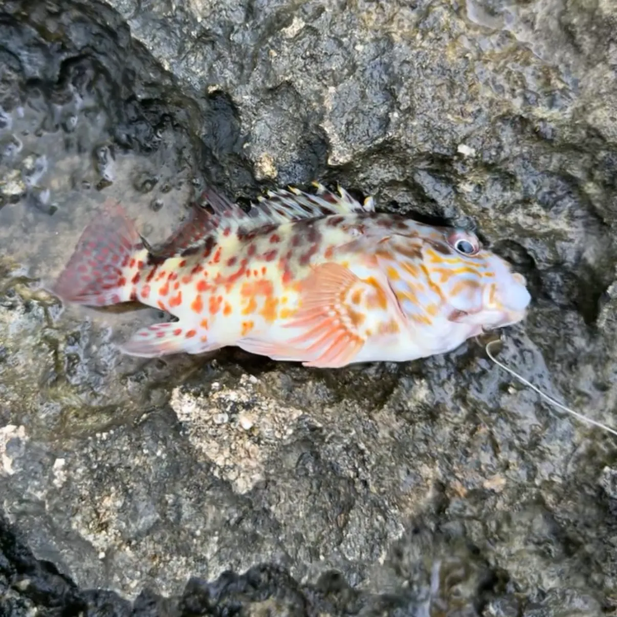 The most recent Stocky hawkfish catches on Fishbrain