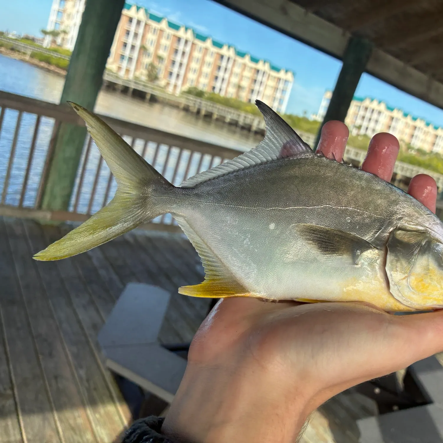 The most recent Florida pompano catches on Fishbrain