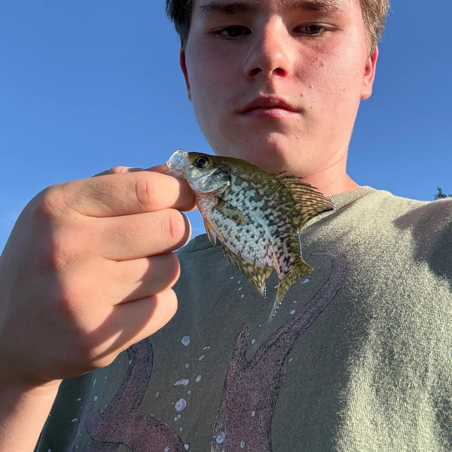 Black crappie caught on Fishbrain