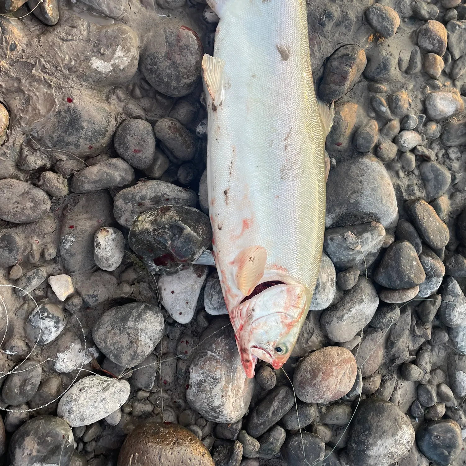 The most recent Pink salmon catches on Fishbrain