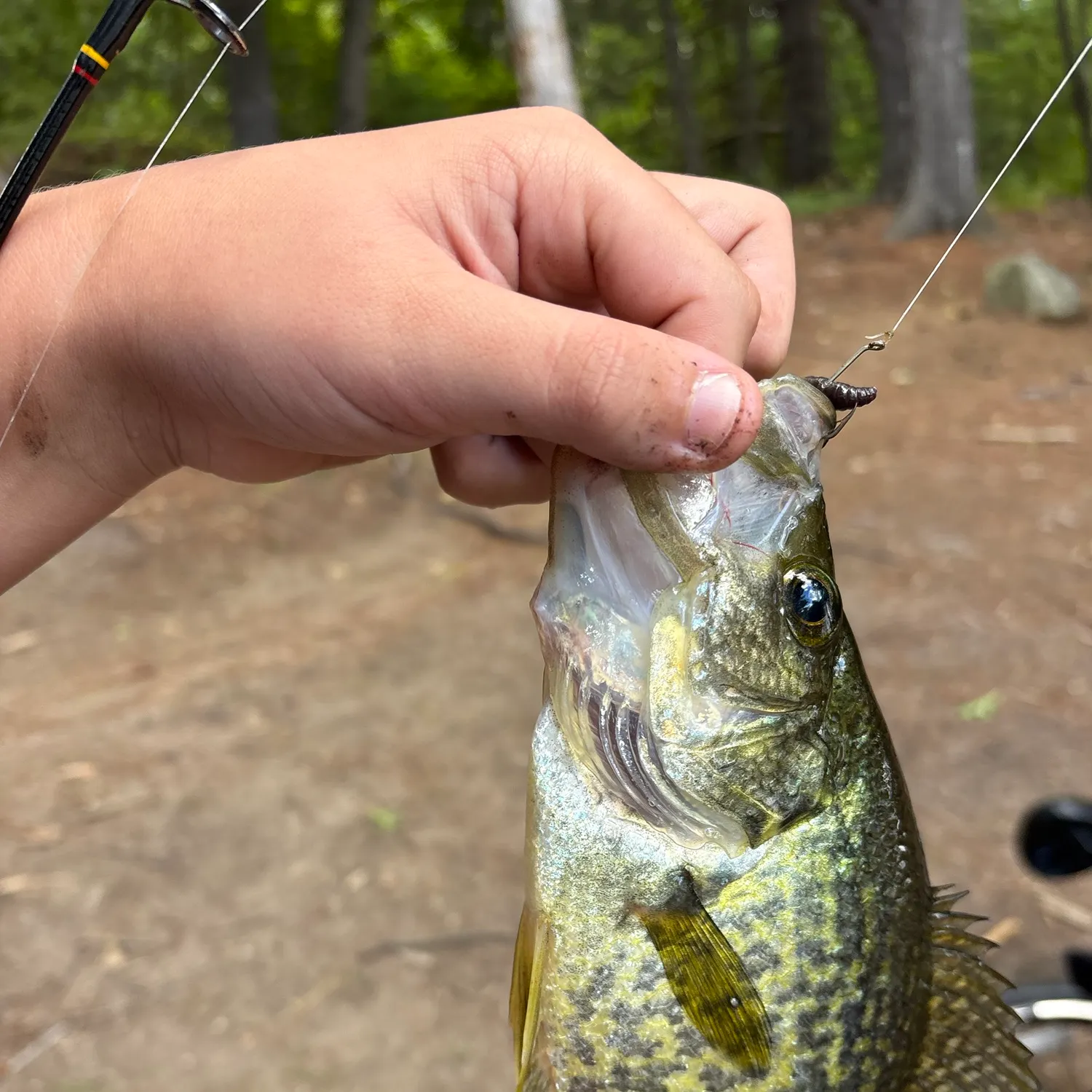 Black crappie caught on Fishbrain