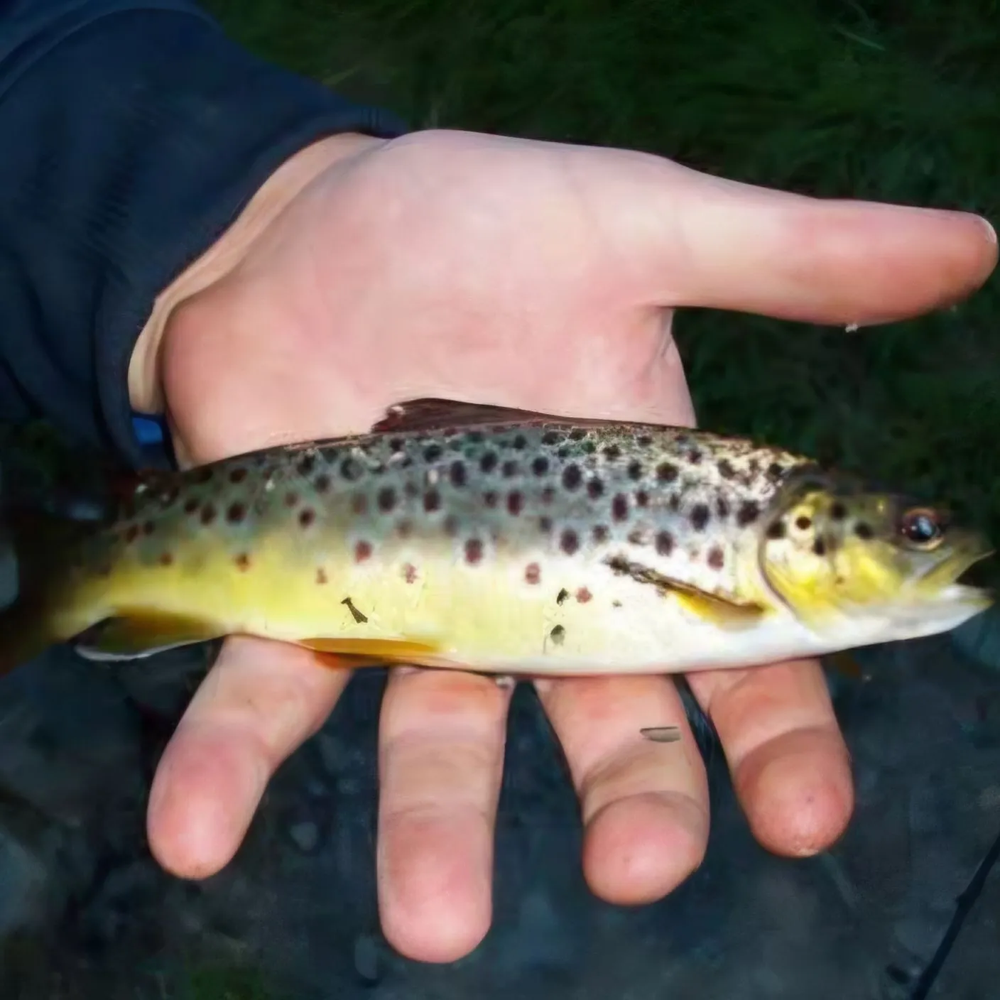 The most recent Lake trout catches on Fishbrain