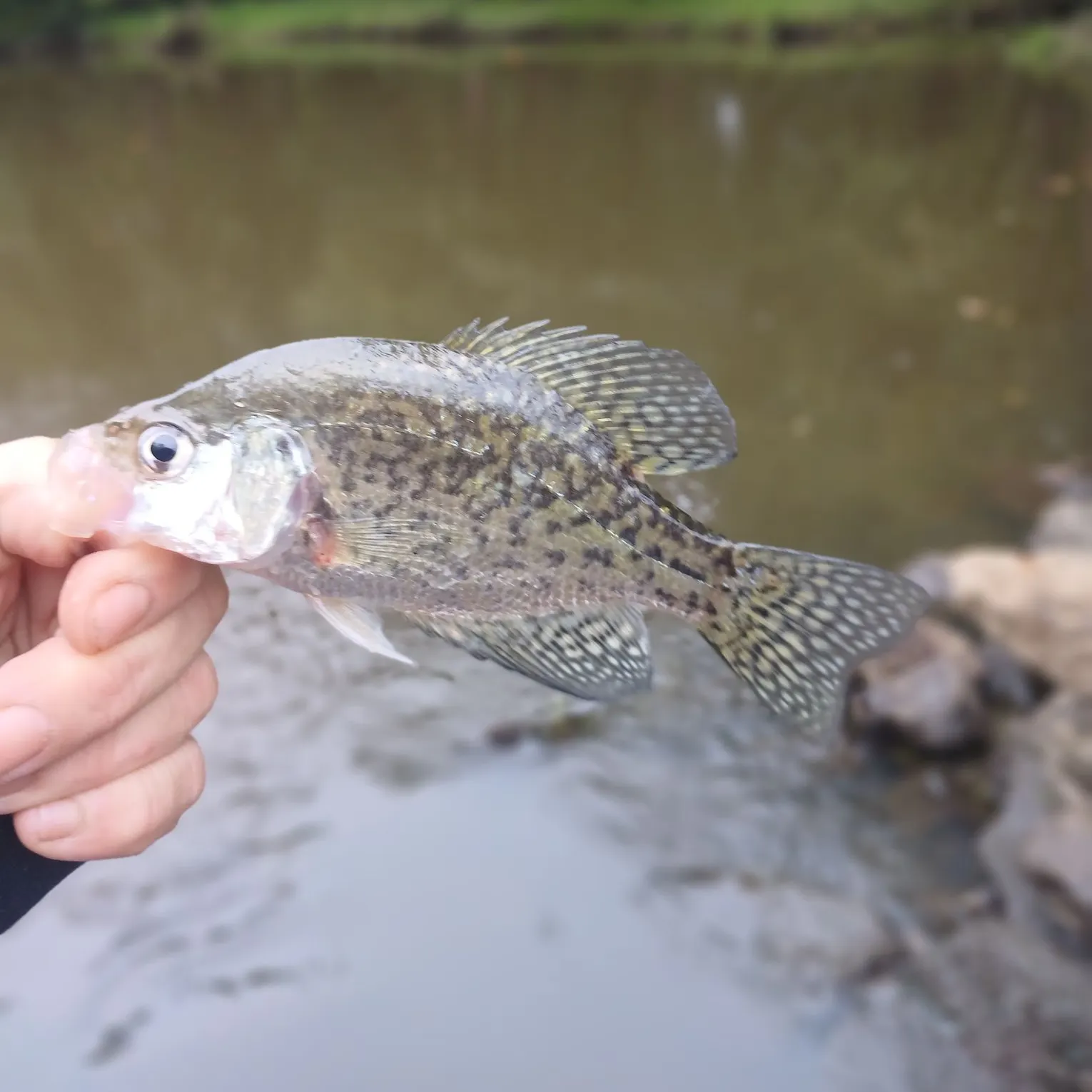 Black crappie caught on Fishbrain