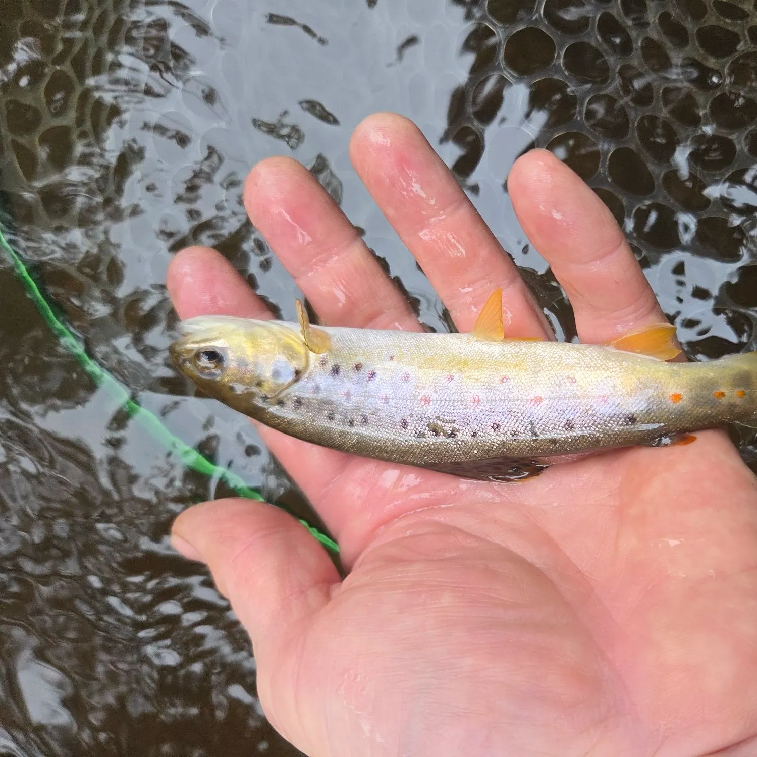 Brown trout caught on Fishbrain